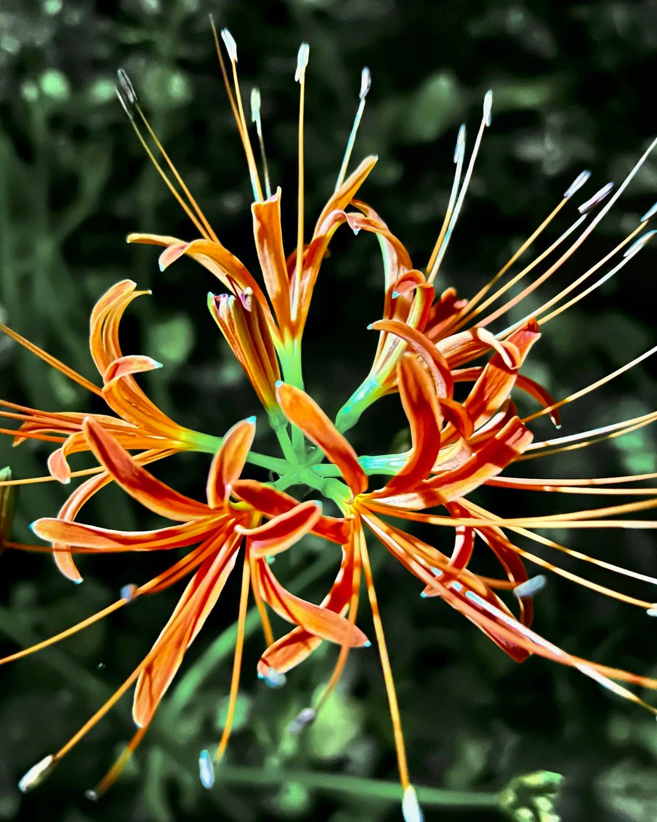 茨城県行方市 西連寺 彼岸花 花言葉 情熱 再会 悲しい思い出 まだ少し早かったです W Hiroxが投稿したフォトブック Lemon8