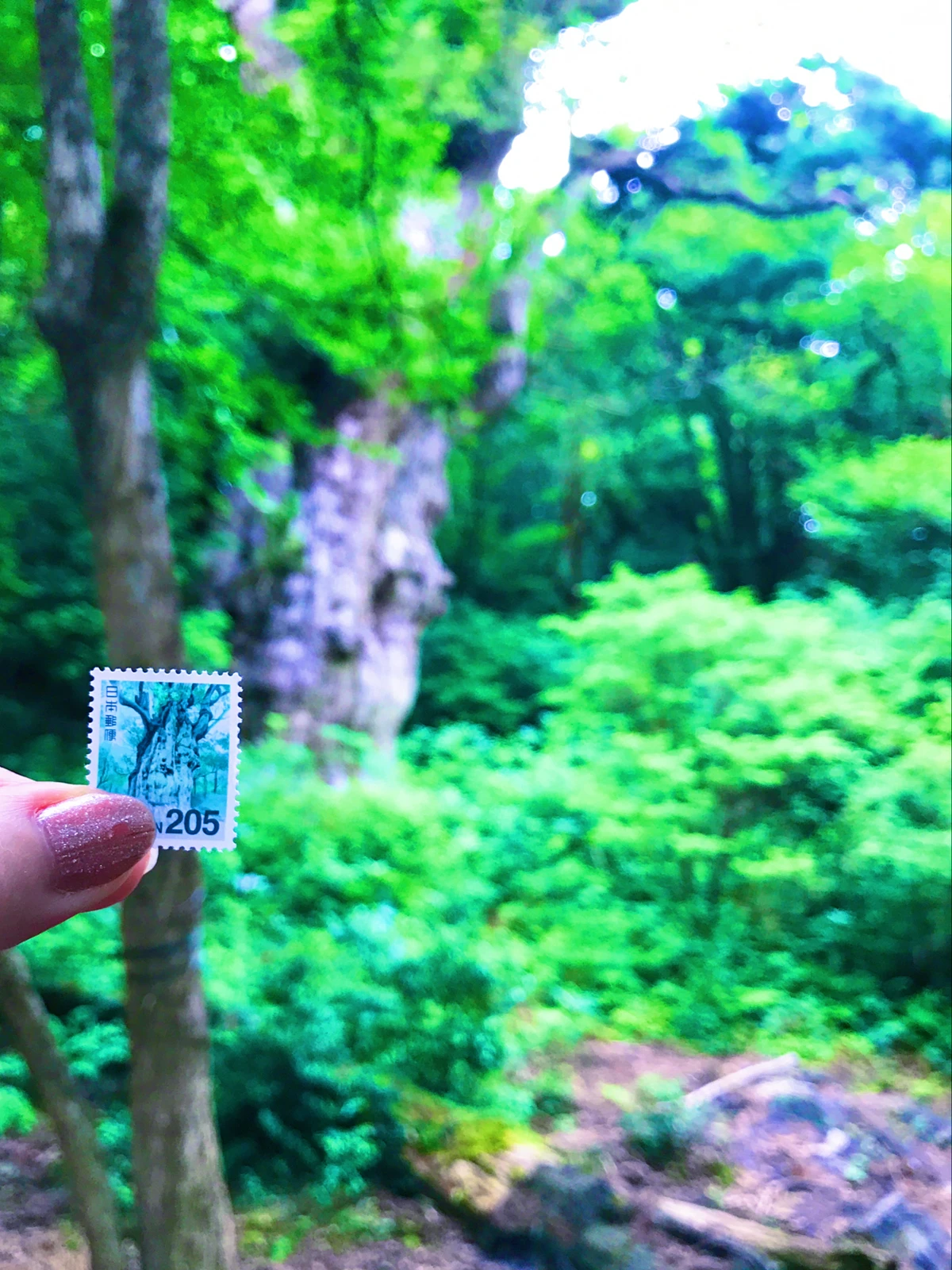 屋久島 見ると幸せになれる ウィルソン株 まるふぉいの妹が投稿したフォトブック Lemon8