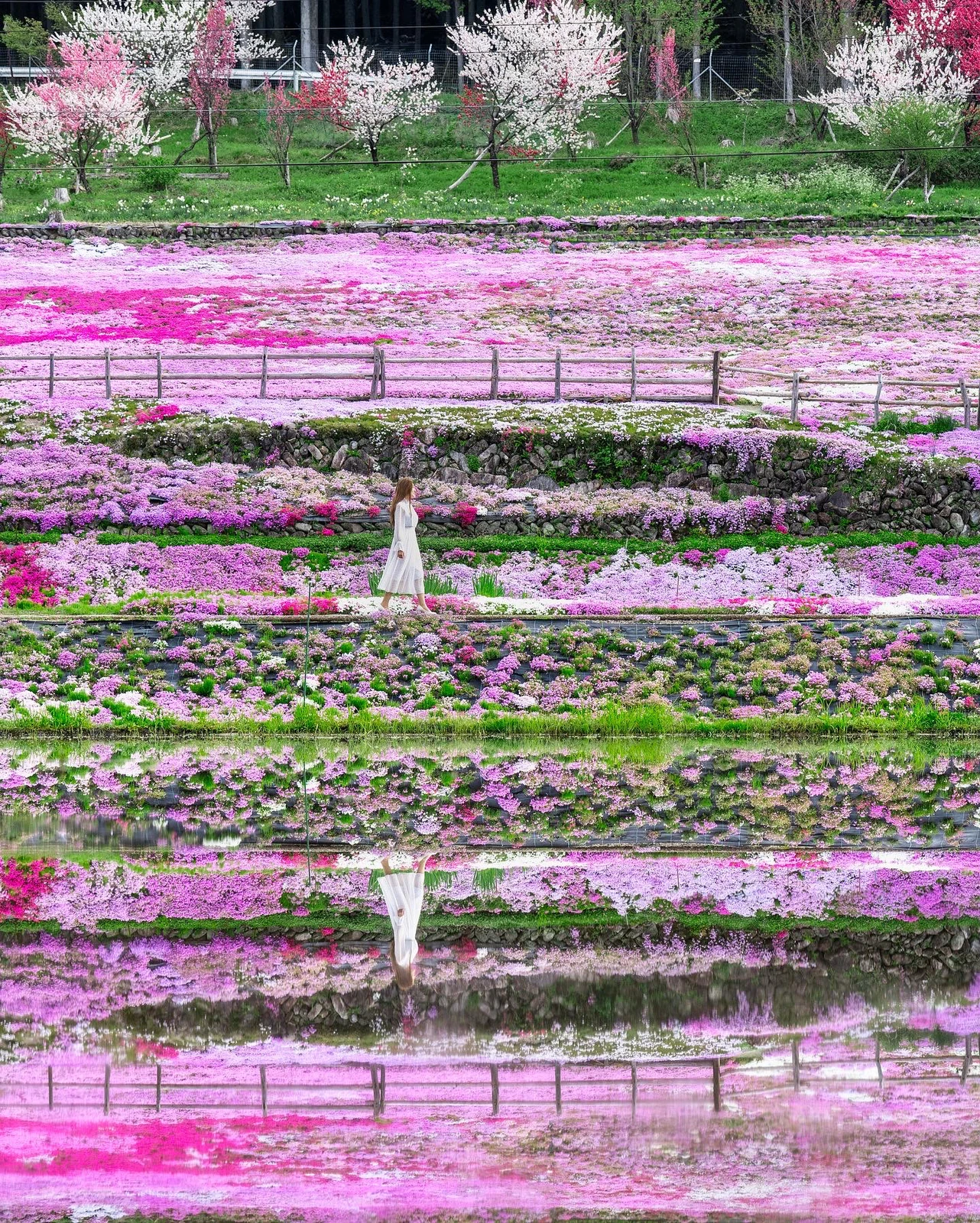 岐阜県 岐阜で見られる春の絶景 Kyoko1903が投稿したフォトブック Lemon8