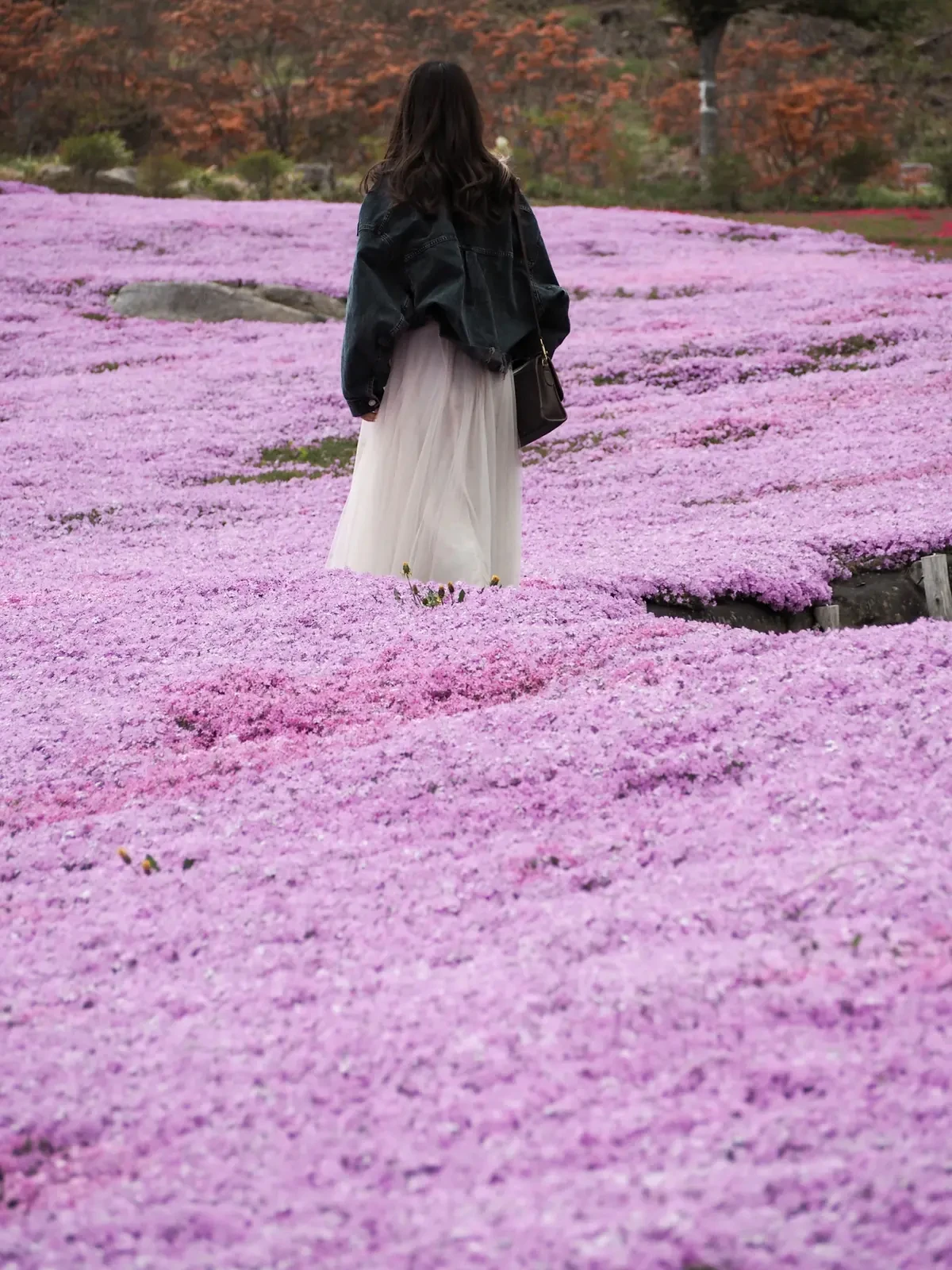 ピンク好き女子必見 真っピンクのお花畑スポットを紹介 さやさや 旅まとめ が投稿したフォトブック Lemon8