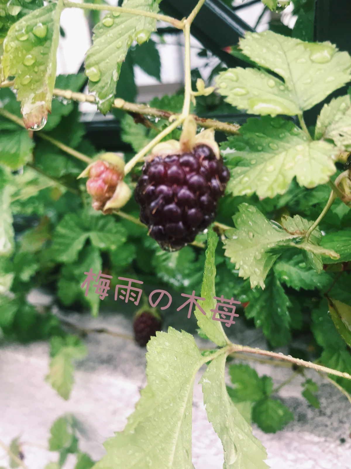 木苺 Azukoubou が投稿したフォトブック Lemon8