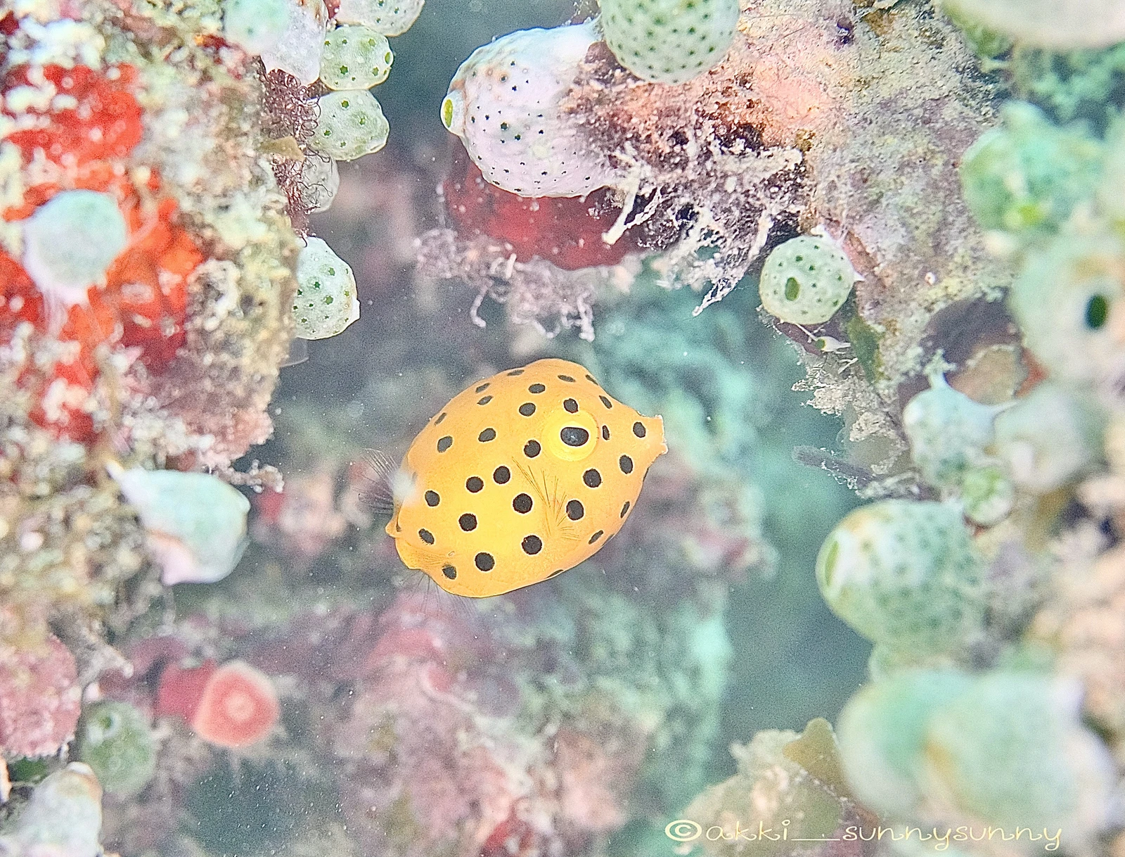 こんなに可愛い魚がいるから たまりません Akki Sunnysunnyが投稿したフォトブック Lemon8