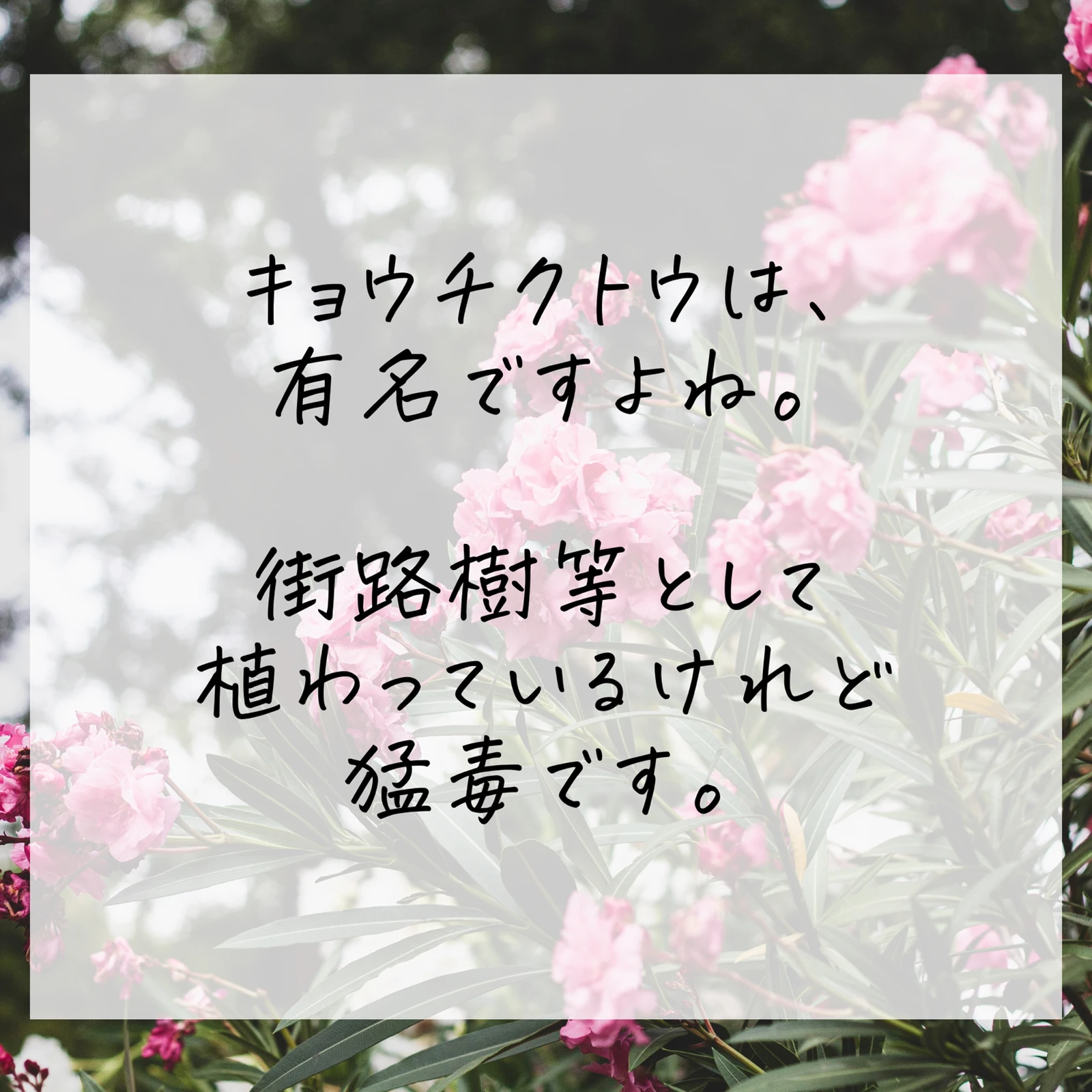 毒のある花 知っておこう りんご が投稿したフォトブック Lemon8