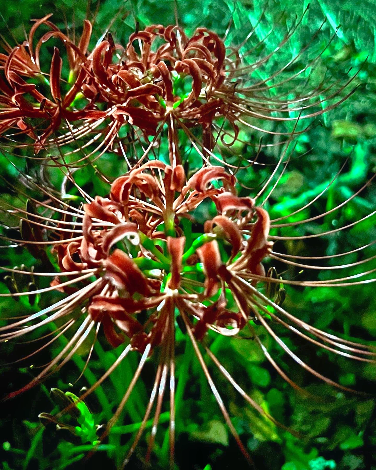 茨城県行方市 西連寺 彼岸花 花言葉 情熱 再会 悲しい思い出 まだ少し早かったです W Hiroxが投稿したフォトブック Lemon8