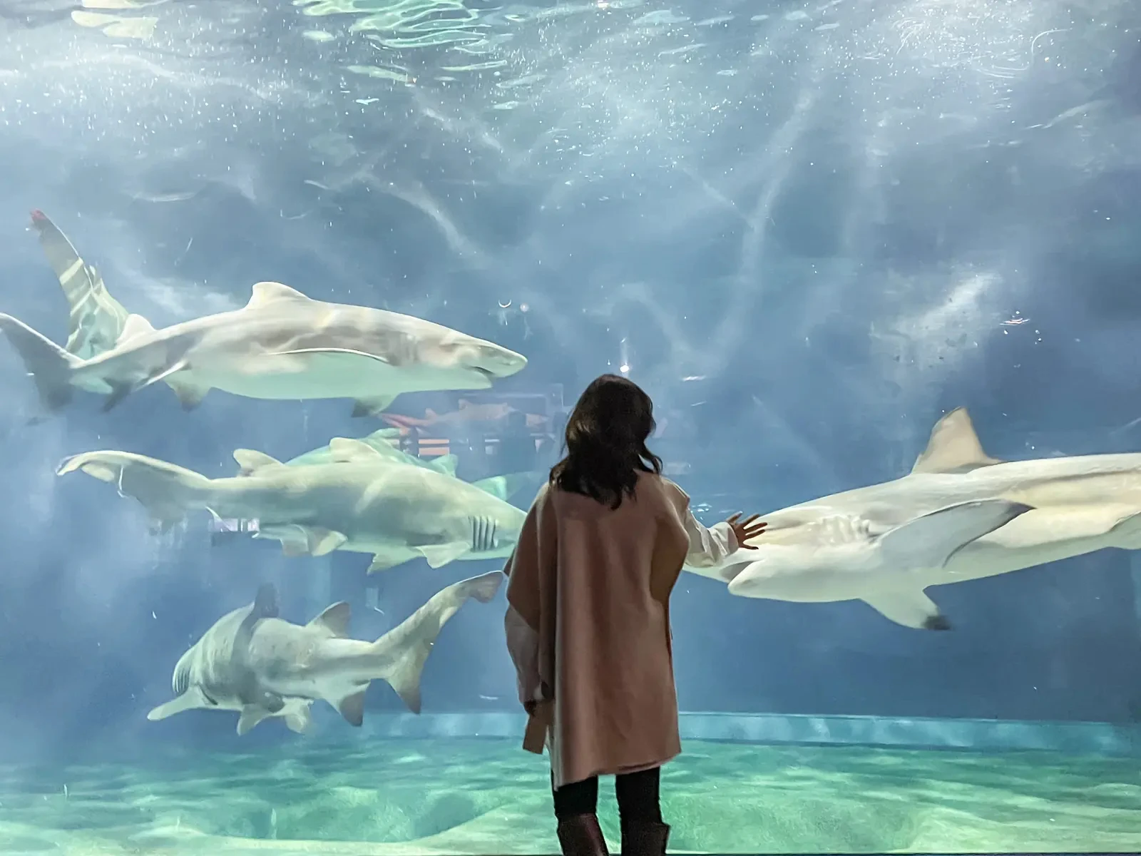 茨城県 サメの飼育日本1 日本トップクラスの大型水族館 美容ナースの休日旅が投稿したフォトブック Lemon8