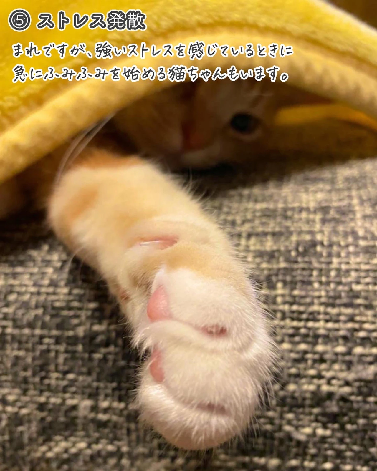 猫が ふみふみ する理由がかわいすぎる ねこぞー 猫のお役立ち情報が投稿したフォトブック Lemon8