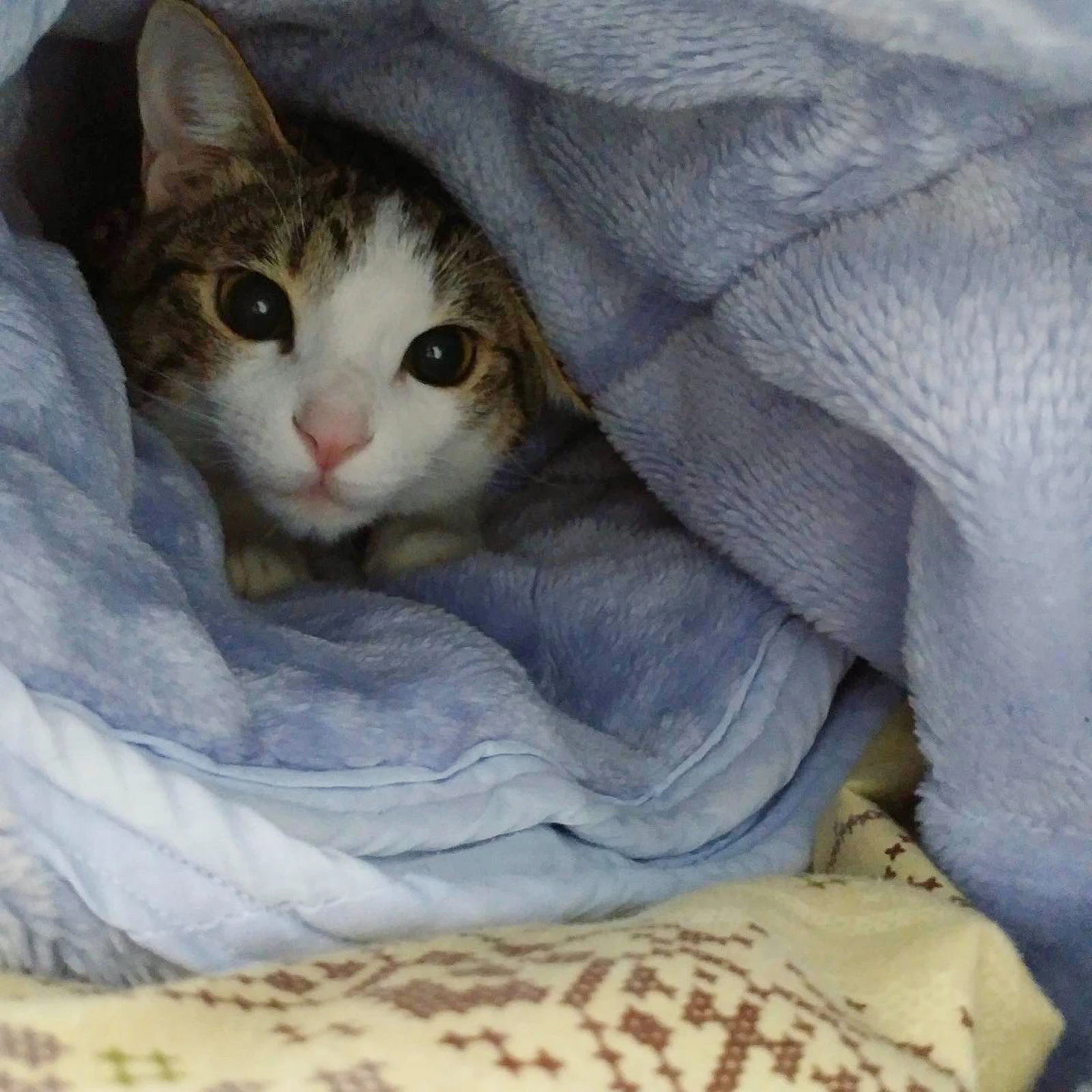 布団に包まれる猫 コンとノン 保護猫 が投稿したフォトブック Lemon8