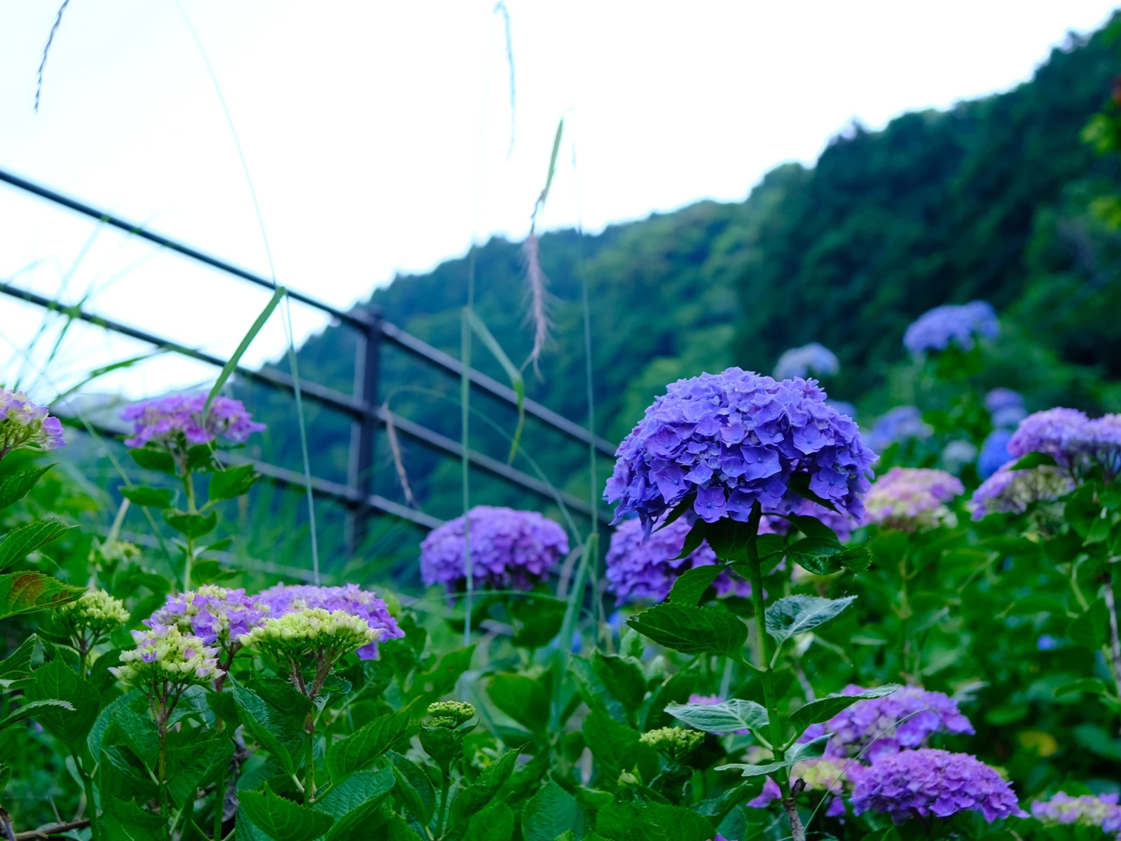 佐賀 紫陽花 中木庭ダム Kousoukuraiが投稿したフォトブック Lemon8