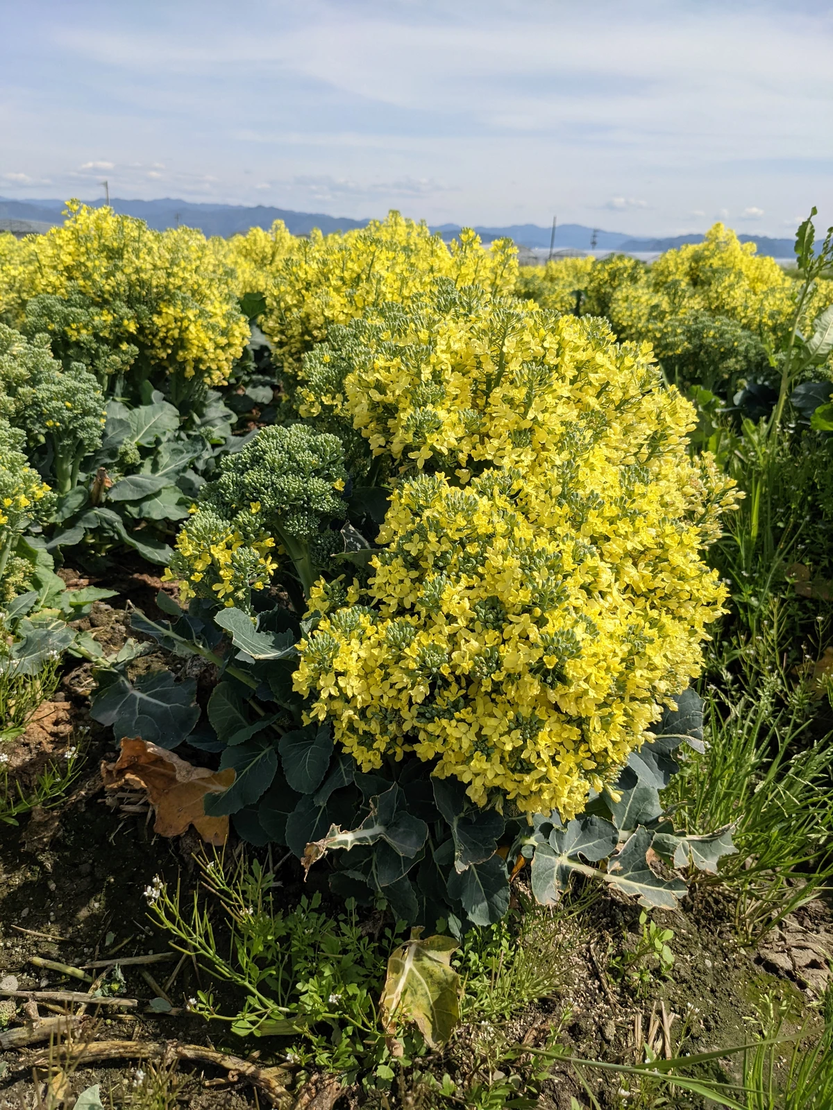 道端シリーズです ブロッコリーの花です リュウタが投稿したフォトブック Lemon8