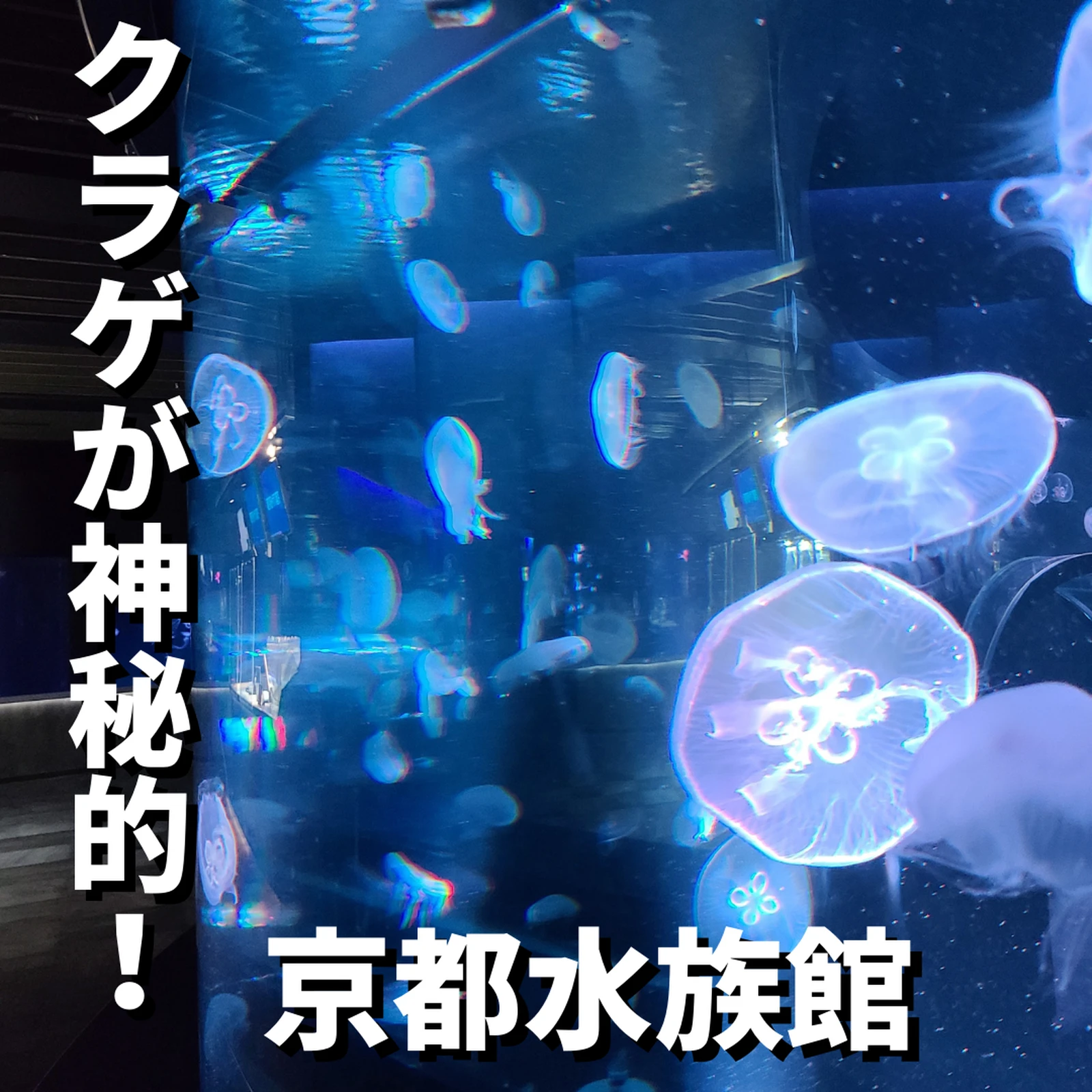 京都水族館 定番デートスポットでクラゲ綺麗 Shoblog 関西格安ホテルが投稿したフォトブック Lemon8