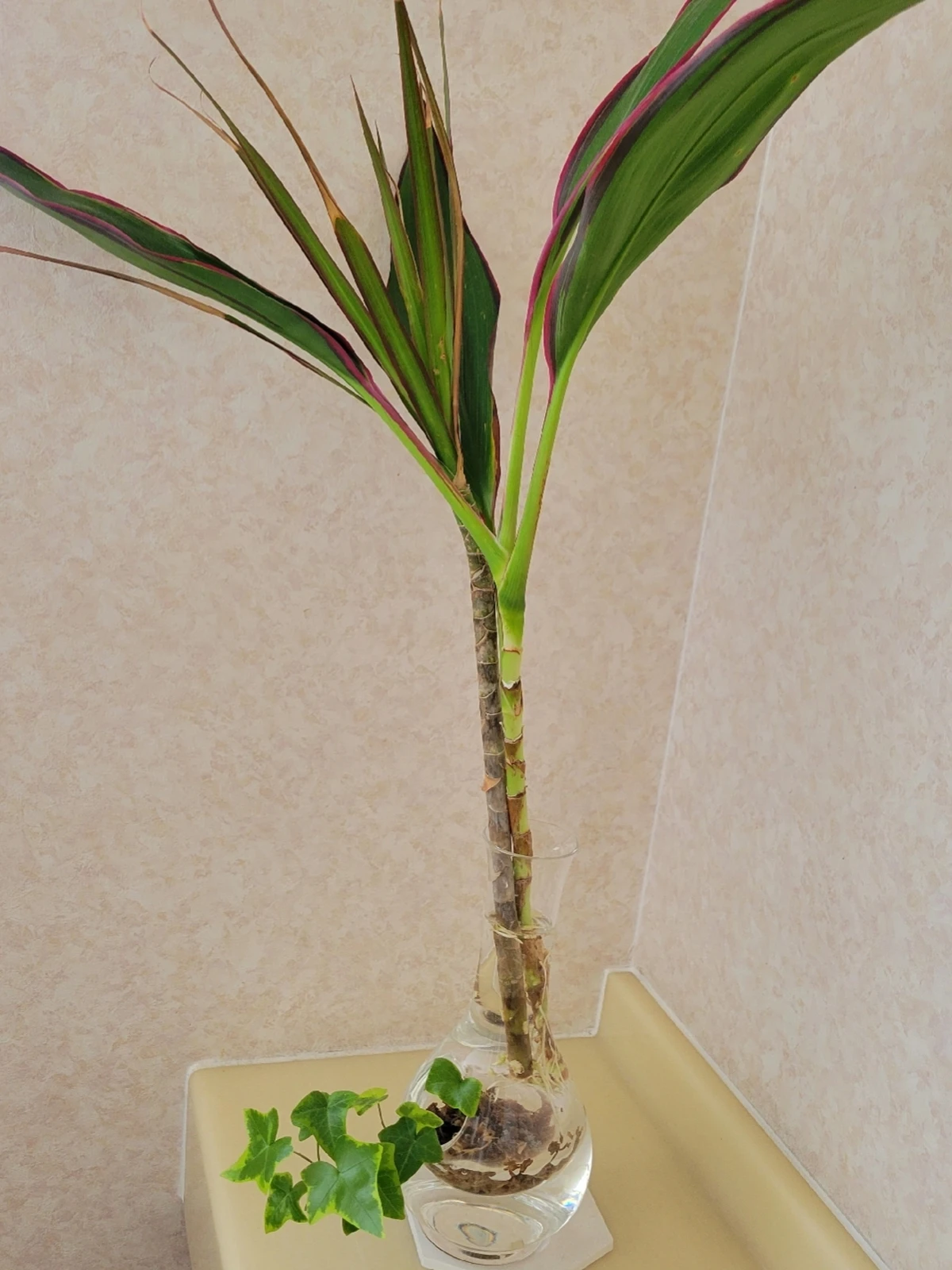 ドラセナ やっと根が出た Succulentが投稿したフォトブック Lemon8