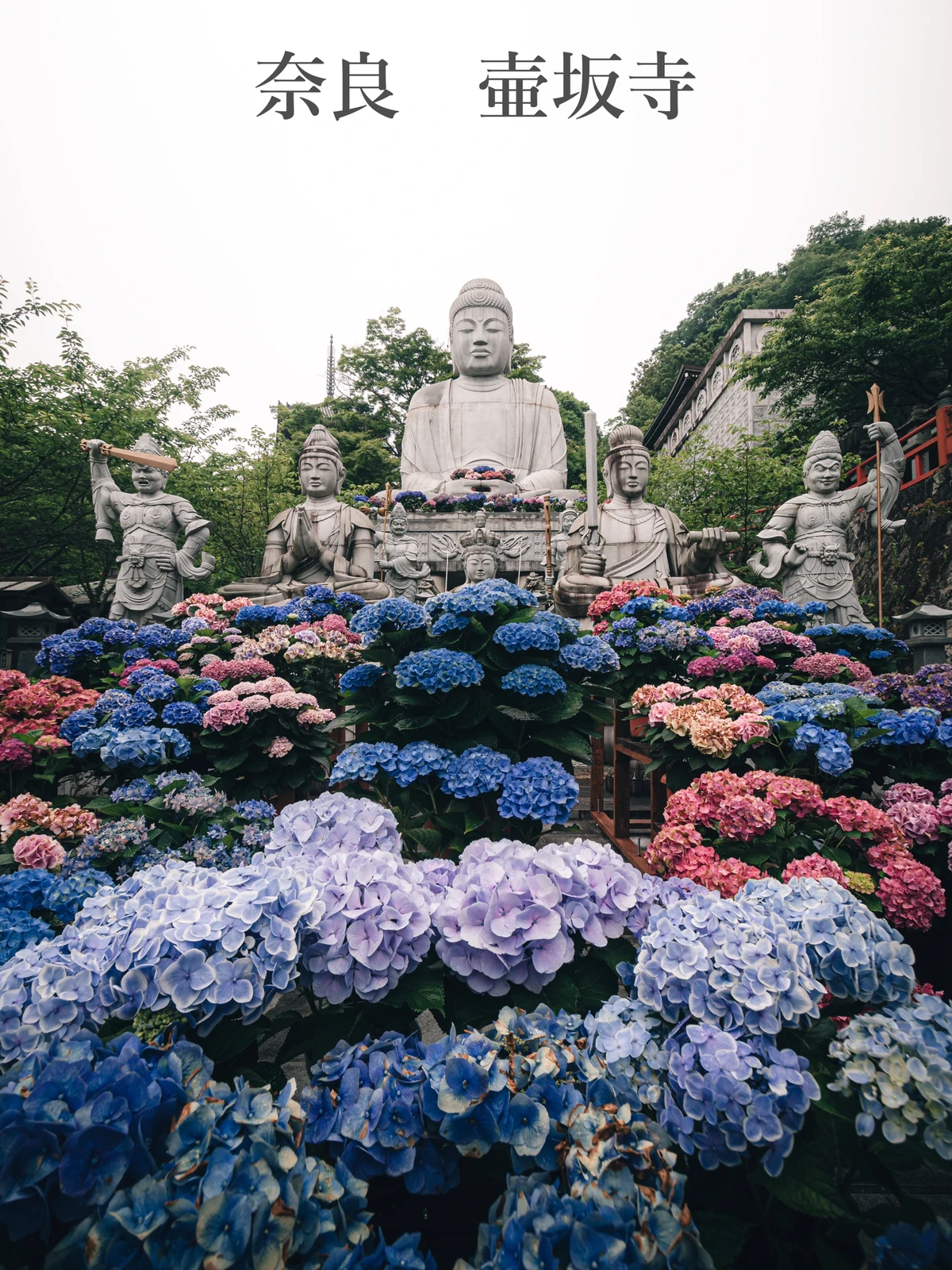 関西紫陽花スポット 大仏 紫陽花 新緑 最強の組み合わせ景色 奈良県 壺阪寺 Daisuke Kawabeが投稿したフォトブック Lemon8