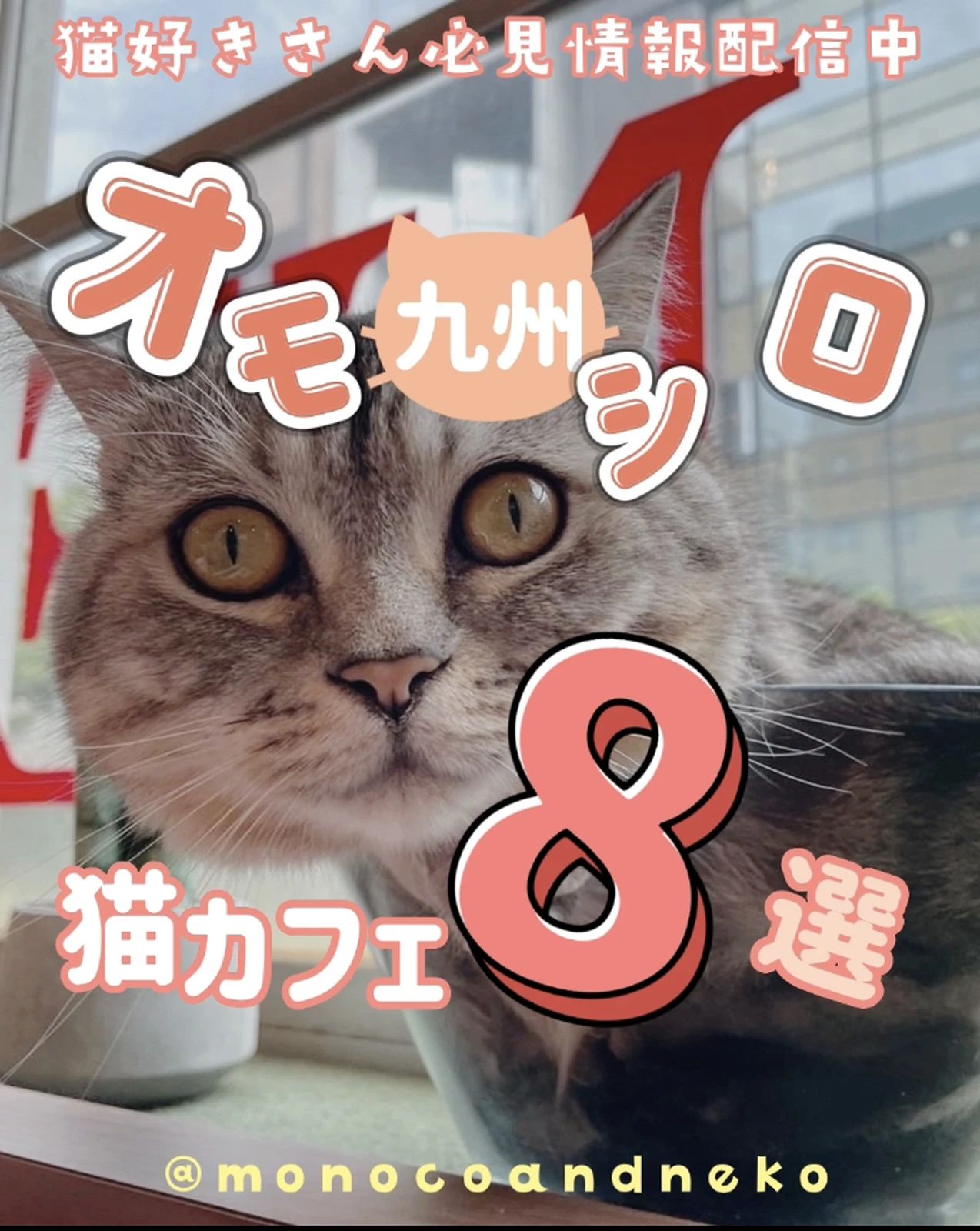 九州猫カフェ 面白い猫カフェをまとめてみたよ モノコ インスタみてね が投稿したフォトブック Lemon8