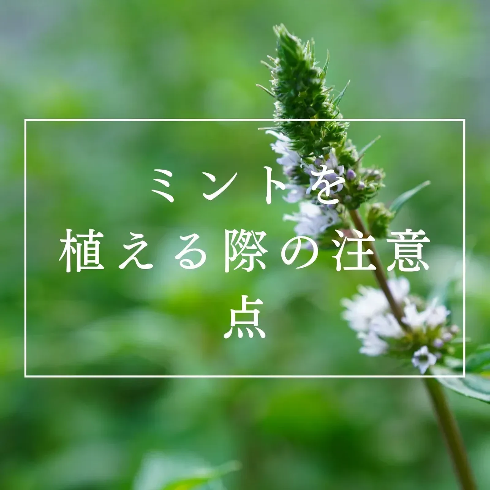 ミントテロ その後 Lemon8