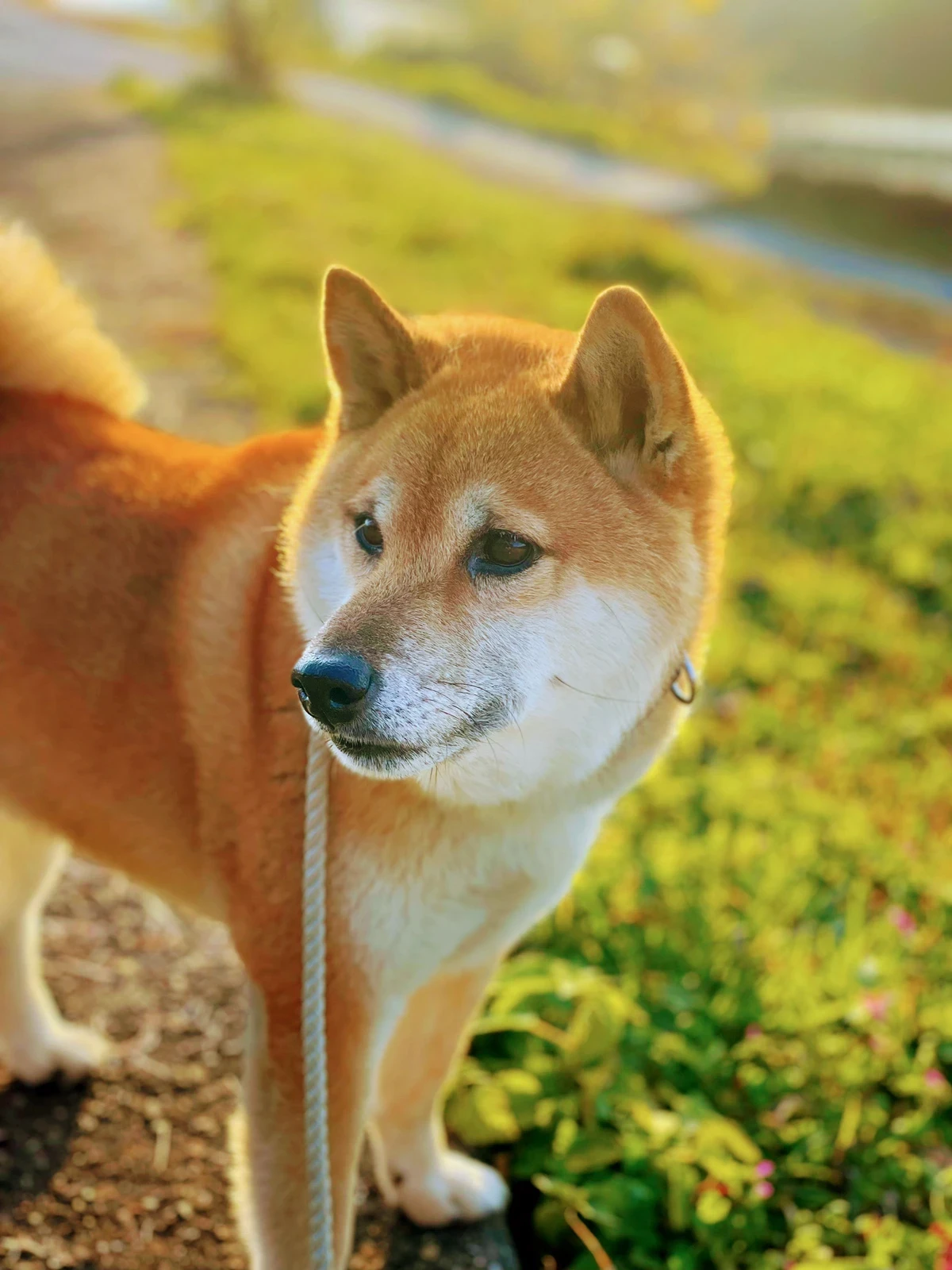 つねくん カッコいい 柴犬 つねたお親子が投稿したフォトブック Lemon8