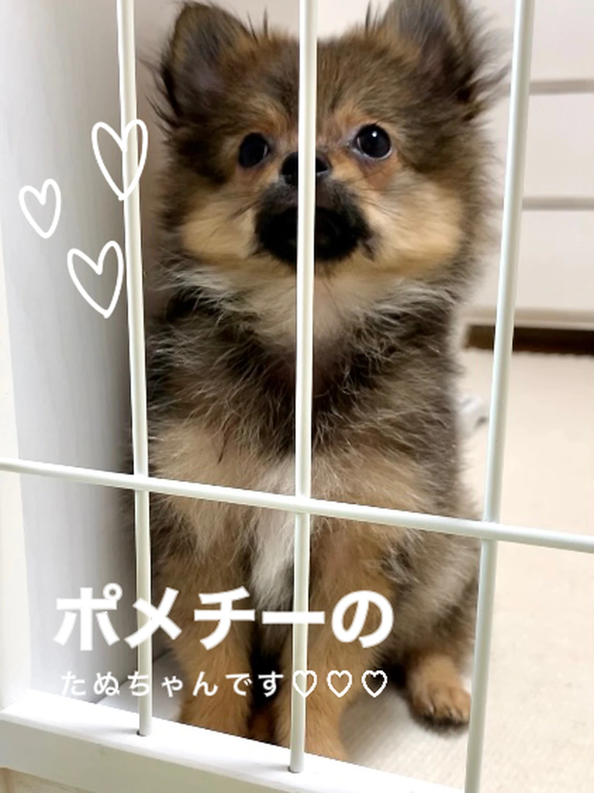 ポメチーのたぬです Tanuちゃん が投稿したフォトブック Lemon8