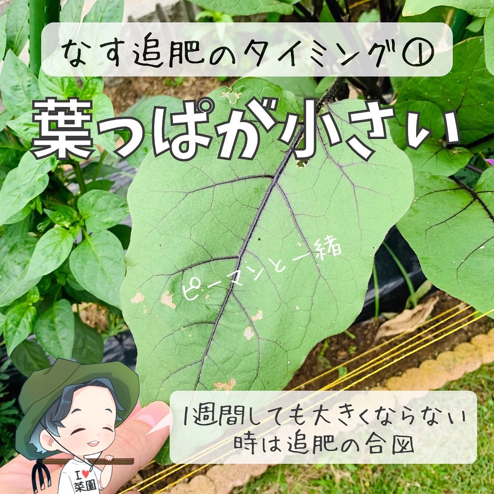 なすの追肥っていつするの 今でしょ ばう 小さな家庭菜園役立つ情報が投稿したフォトブック Lemon8