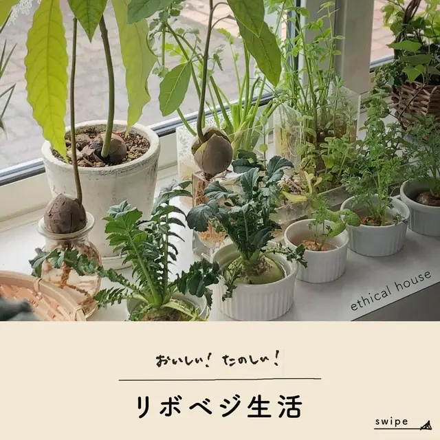 雲竜柳 水耕栽培 育て方 Lemon8 雲竜柳 水耕栽培 育て方 Lemon8