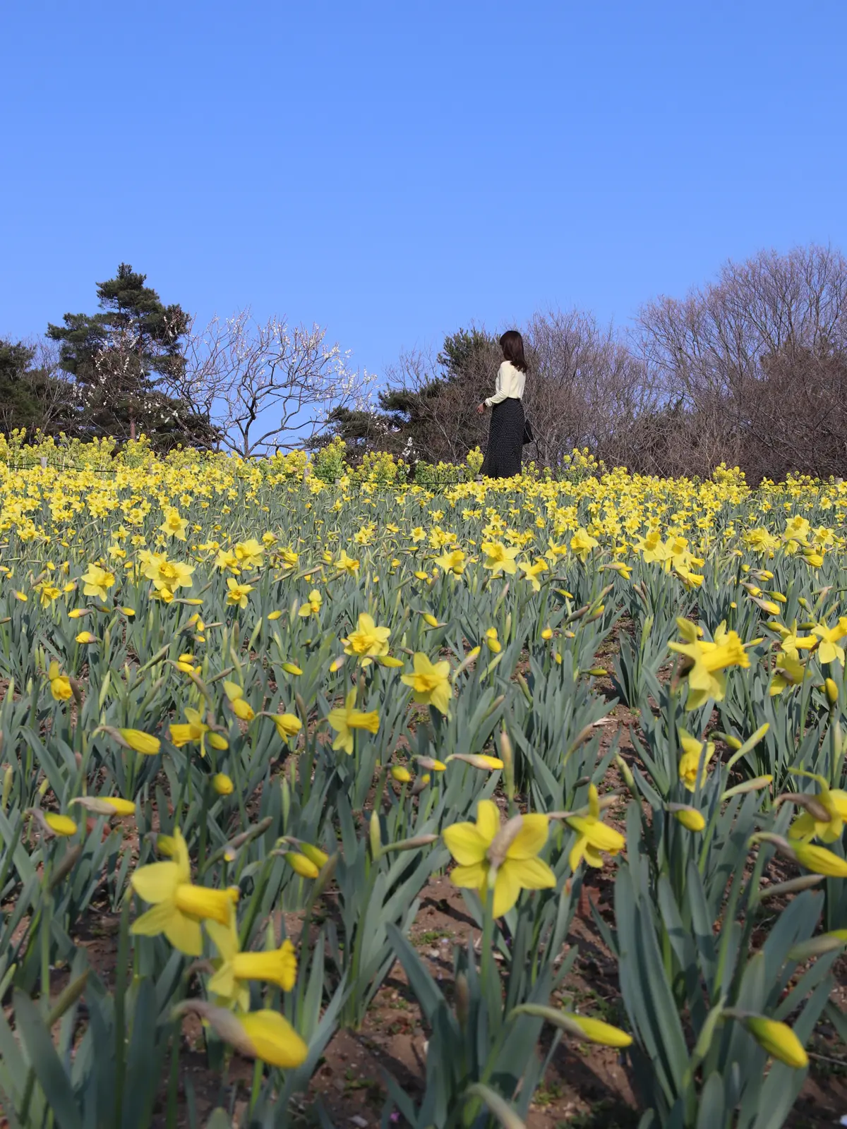 茨城 国営ひたち海浜公園の花畑 May And Hanaが投稿したフォトブック Lemon8