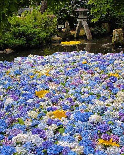 ひまわりと紫陽花のコラボ！雨引観音(茨城)の画像