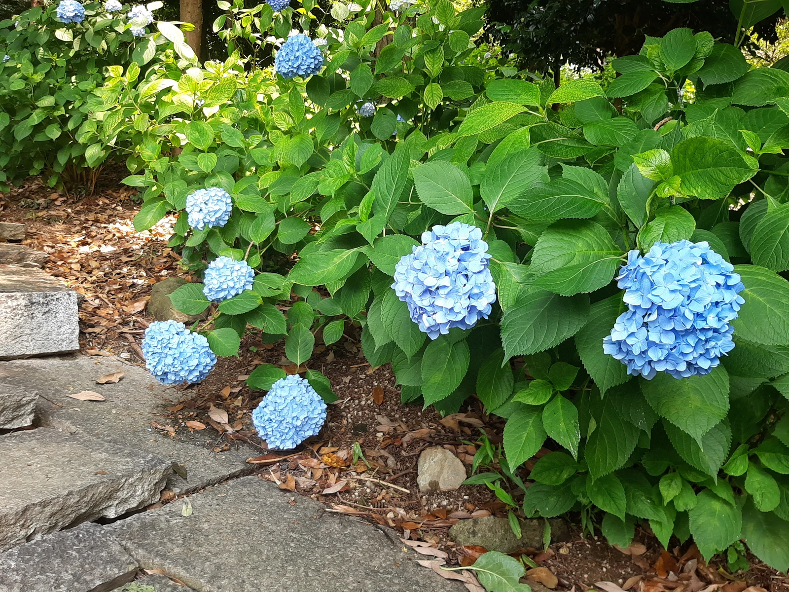 岡山 吉備津神社 ハートの紫陽花 コユキチが投稿したフォトブック Lemon8 岡山 吉備津神社 ハートの紫陽花 コユキチが投稿したフォトブック Lemon8