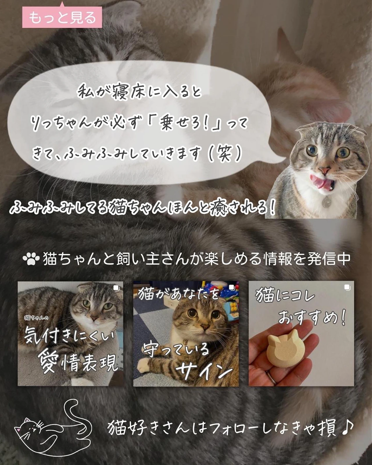 猫が ふみふみ する理由がかわいすぎる ねこぞー 猫のお役立ち情報が投稿したフォトブック Lemon8