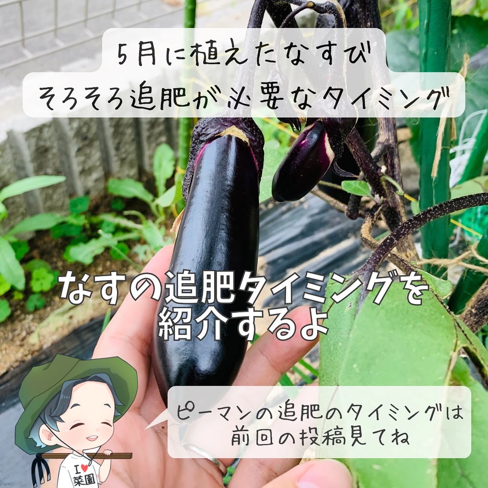 なすの追肥っていつするの 今でしょ ばう 小さな家庭菜園役立つ情報が投稿したフォトブック Lemon8