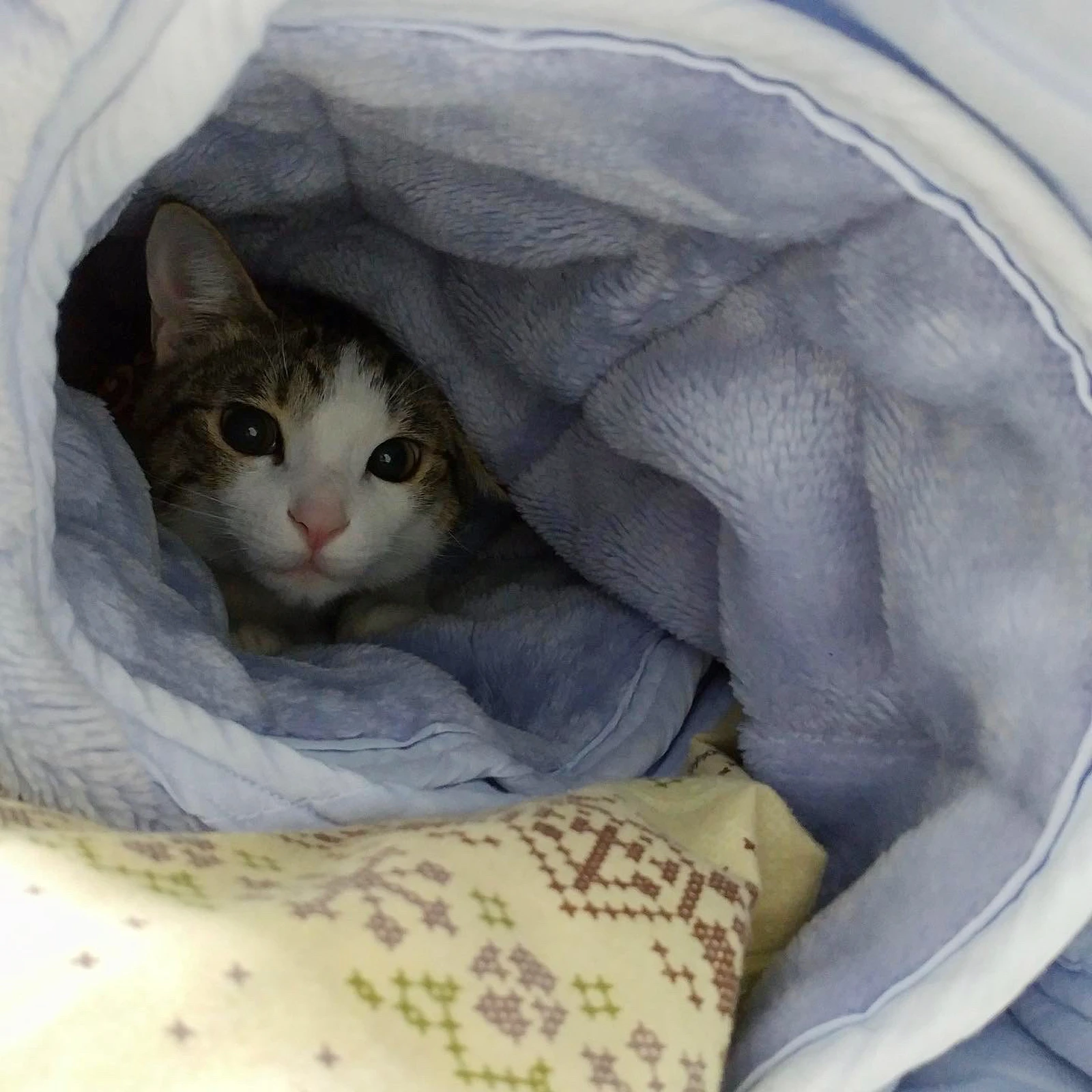 布団に包まれる猫 コンとノン 保護猫 が投稿したフォトブック Lemon8