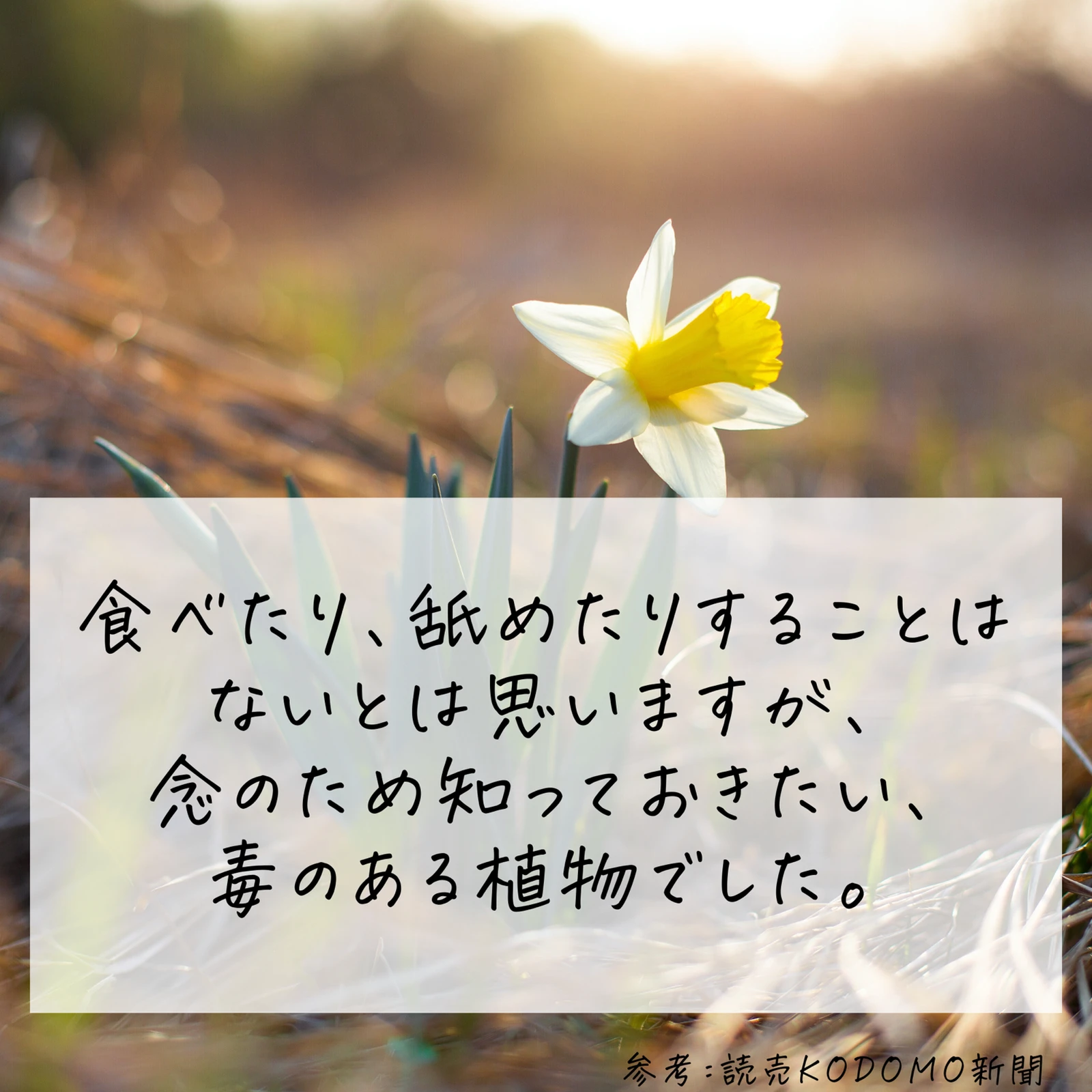 毒のある花 知っておこう りんご が投稿したフォトブック Lemon8