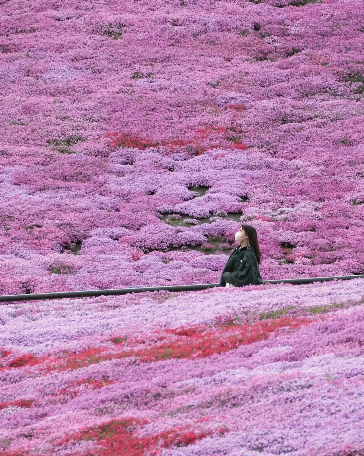 ピンク好き女子必見 真っピンクのお花畑スポットを紹介 さやさや 旅まとめ が投稿したフォトブック Lemon8 ピンク好き女子必見 真っピンクのお花畑スポットを紹介 さやさや 旅まとめ が投稿したフォトブック Lemon8