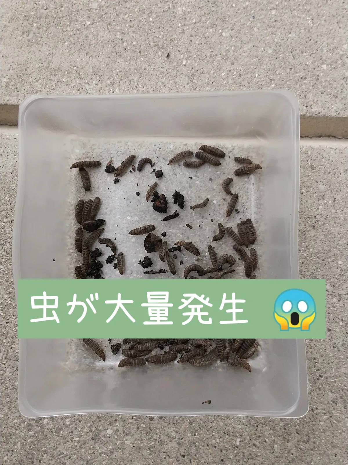 台所小さい黒い飛ぶ虫 Lemon8 台所小さい黒い飛ぶ虫 Lemon8