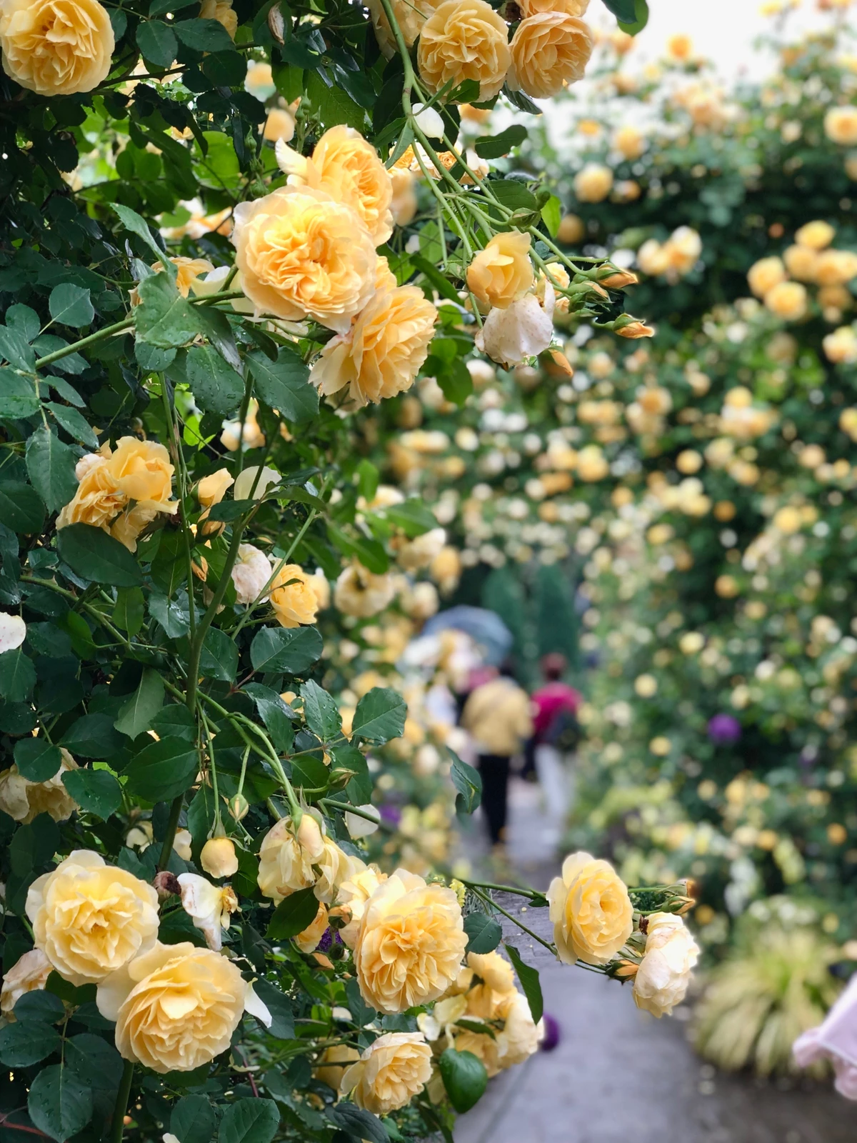 薔薇園が満開シーズンを迎える 横浜 じゅん お芋せんぱいが投稿したフォトブック Lemon8