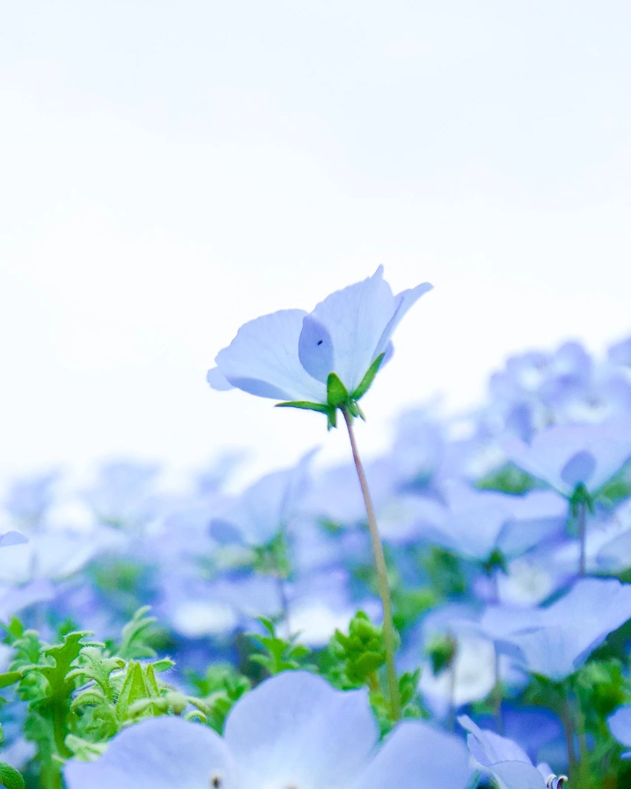 人生初のネモフィラ 綺麗だわ Kazuポコが投稿したフォトブック Lemon8