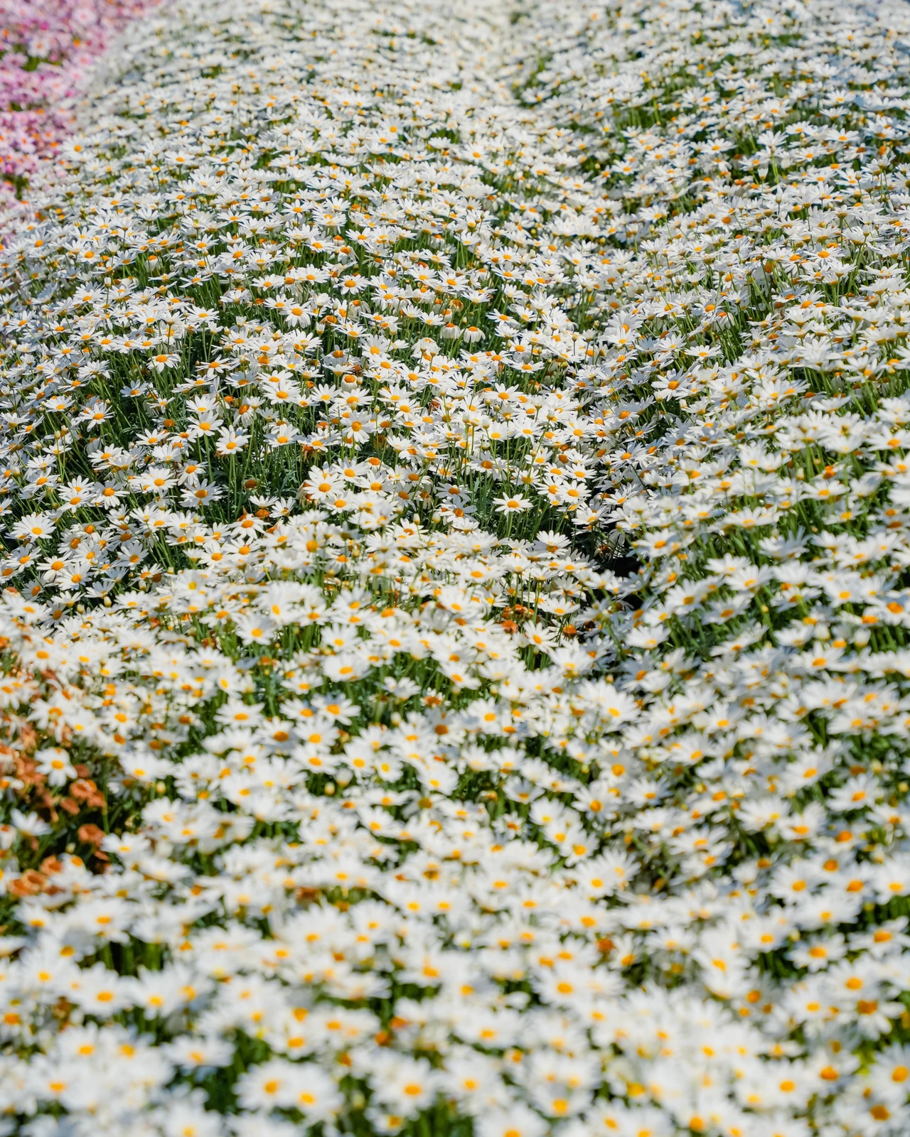 香川 天空のお花畑がある 花の島 Moe Matsuiが投稿したフォトブック Lemon8