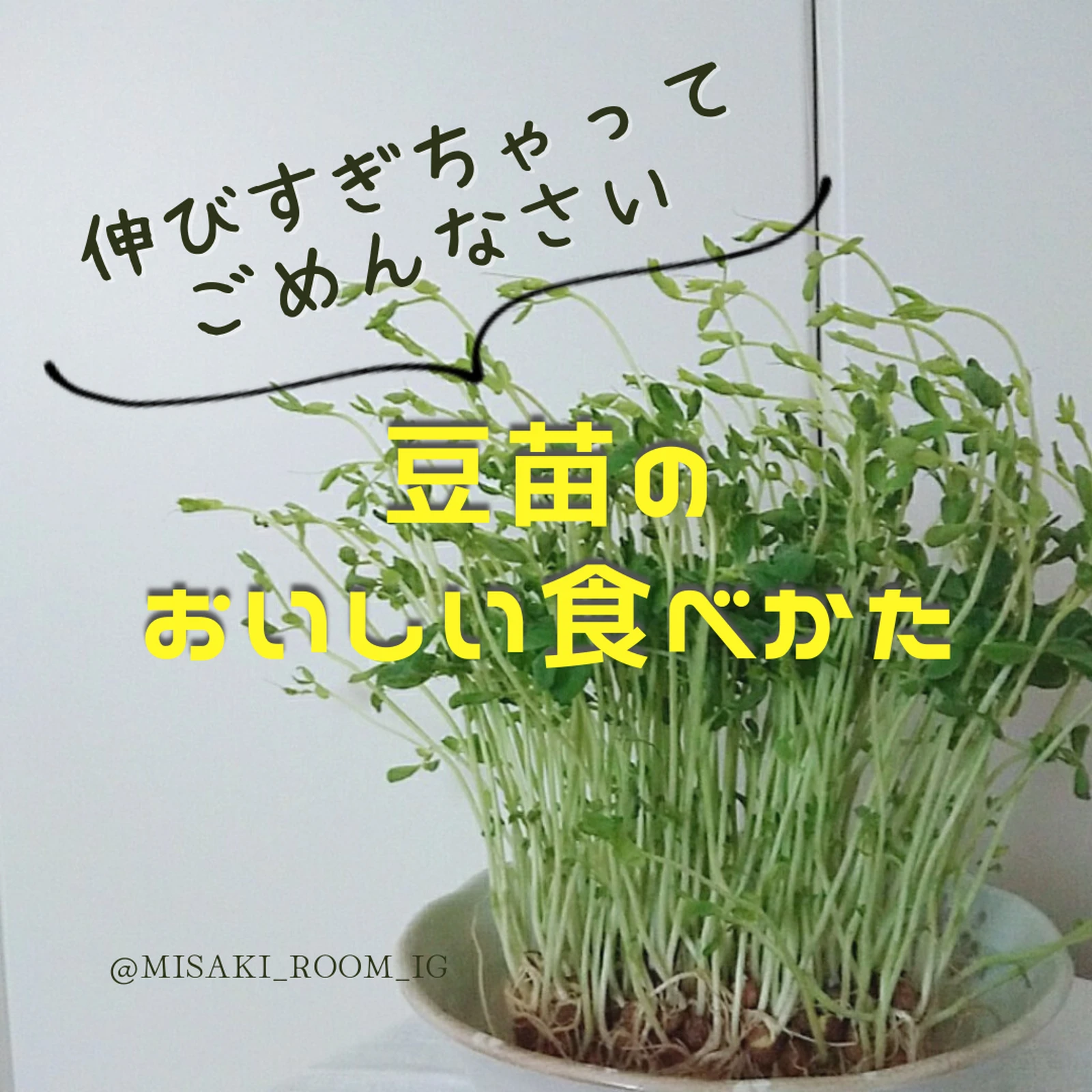 伸びすぎた豆苗おいしく食べよ Misakiが投稿したフォトブック Lemon8
