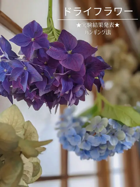 ドライフラワー シロツメクサ Lemon8