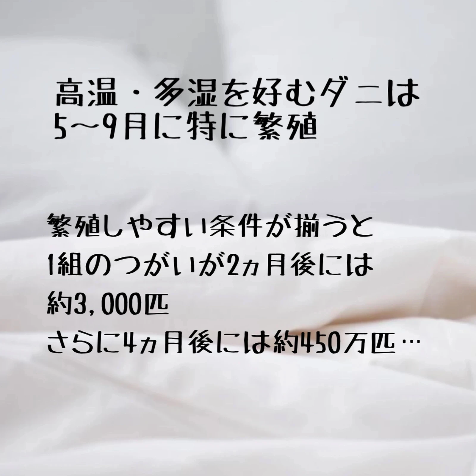 アース製薬 ダニがホイホイ ダニ捕りシート 3枚入 【限定販売】