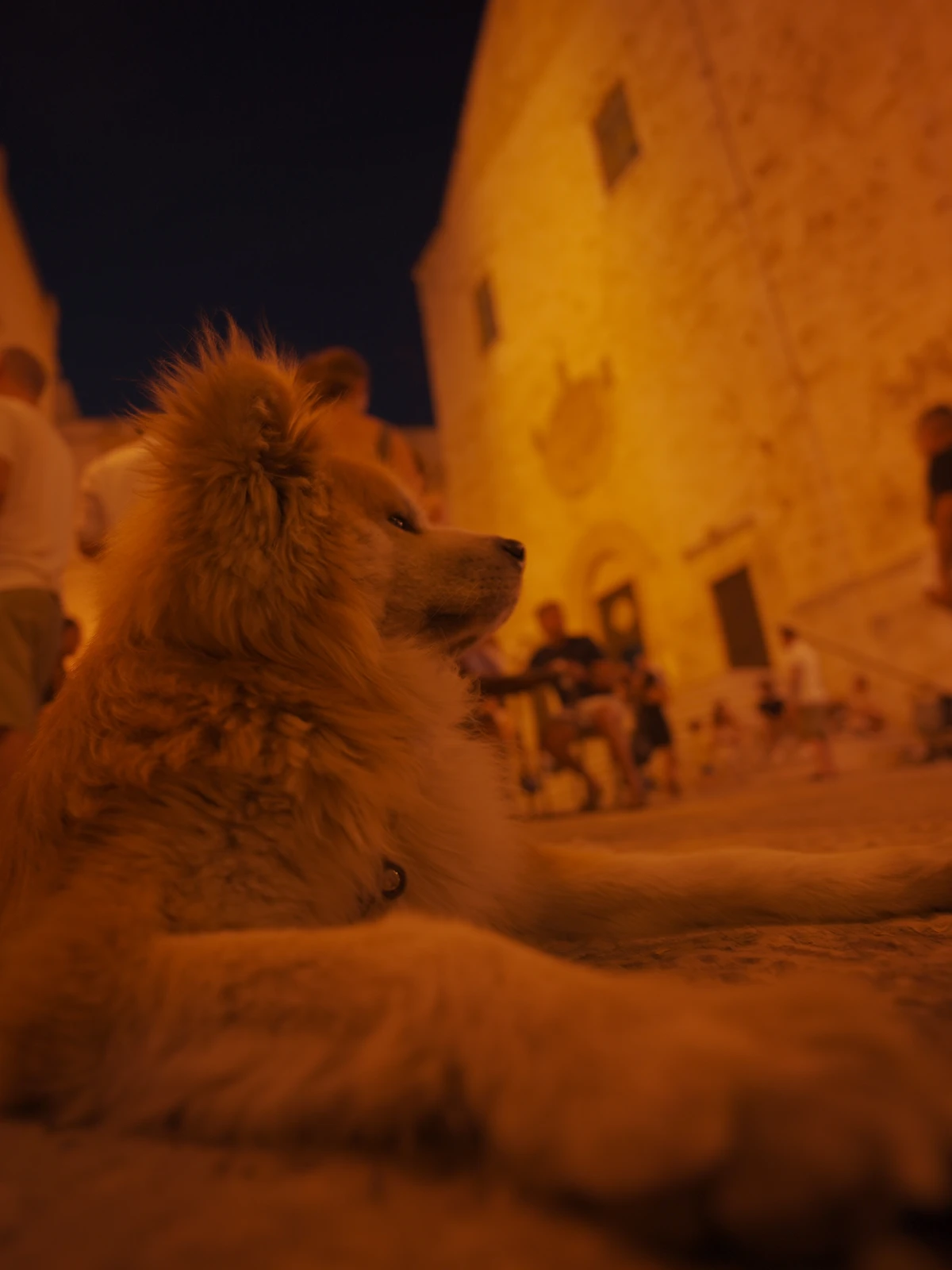 イタリアの教会と秋田犬 秋田犬 サンゴが投稿したフォトブック Lemon8