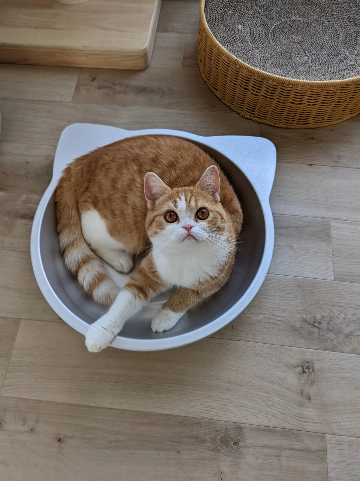 猫鍋 Lemon8 猫鍋 Lemon8
