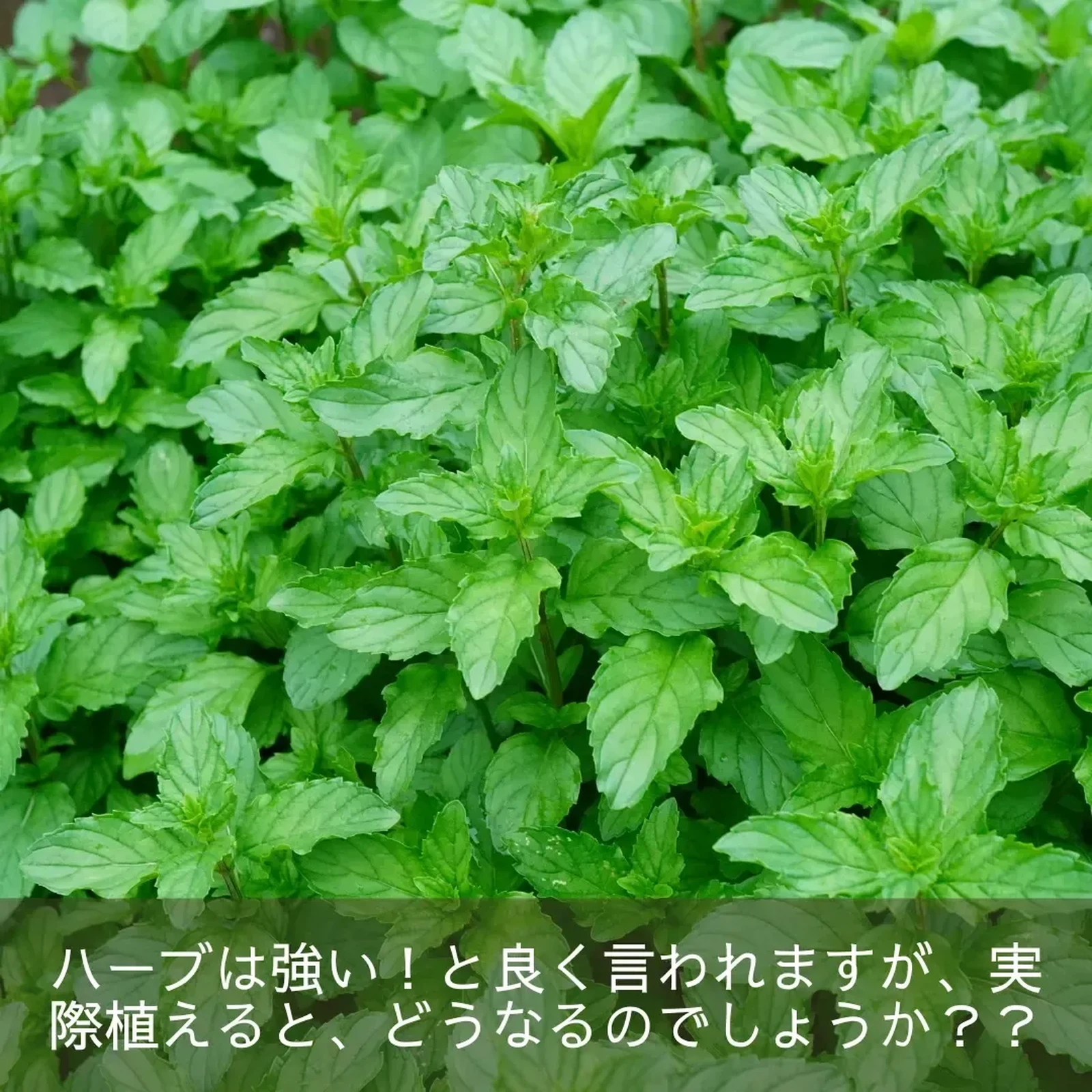 ミント 栽培 Lemon8