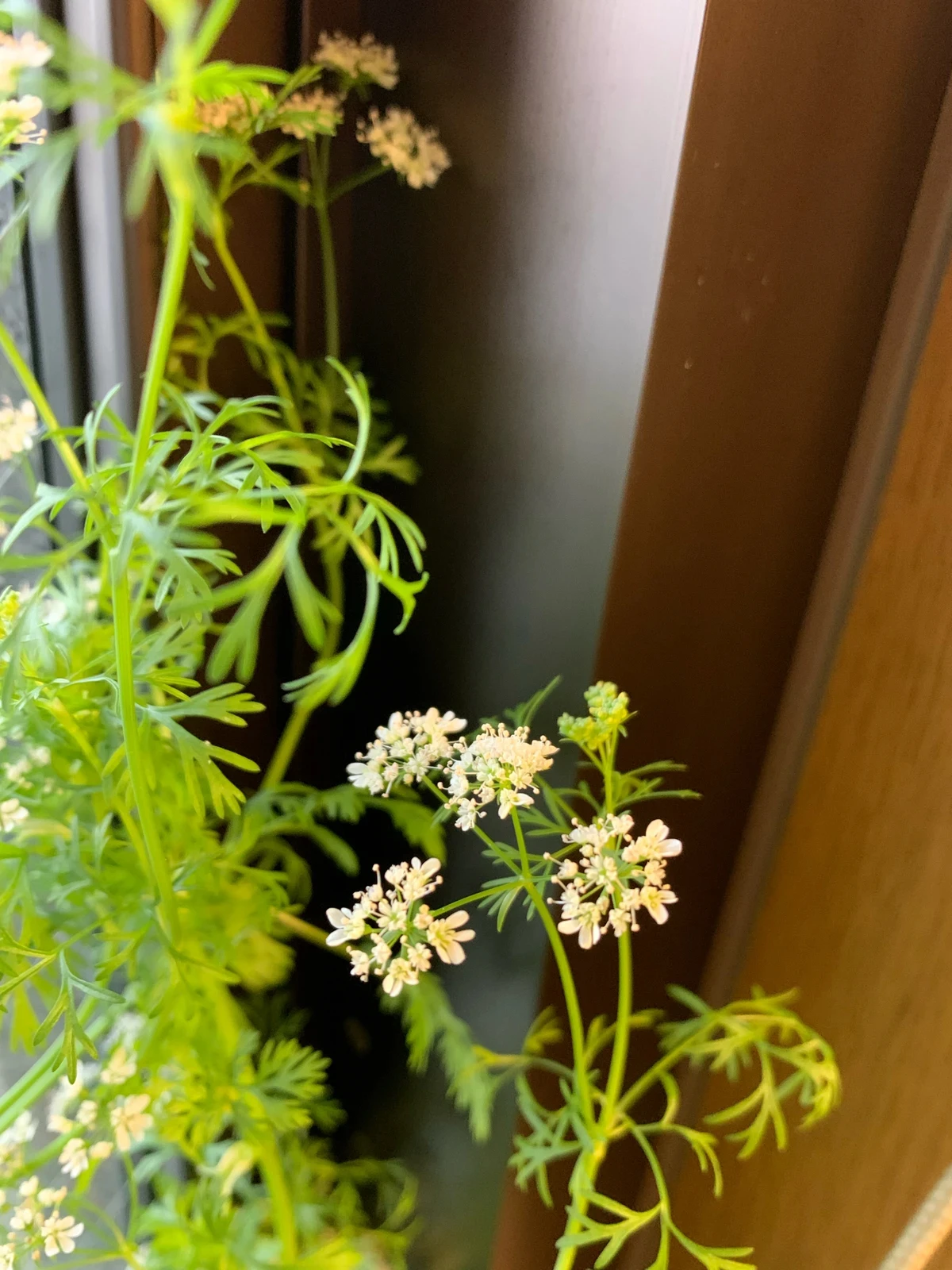 パクチーの水耕栽培 収穫 種になるまで Chakoが投稿したフォトブック Lemon8