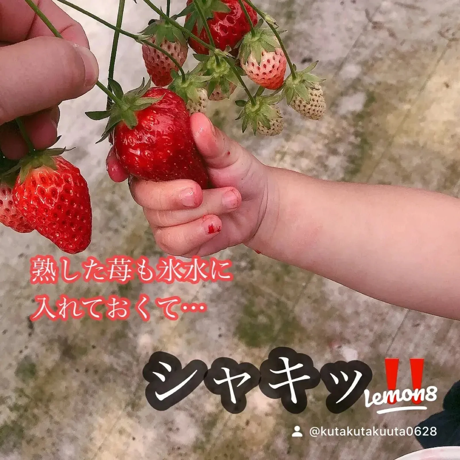 いちご狩り100倍美味しくなる秘密 Kutakutakuuta28が投稿したフォトブック Lemon8