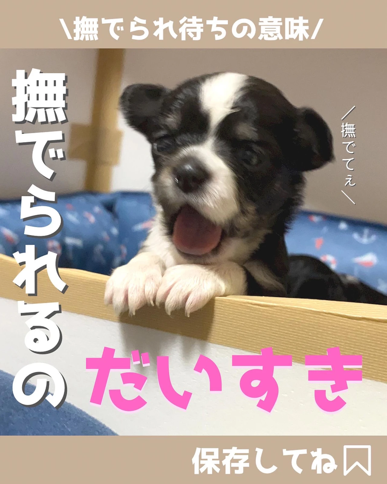 撫でられるのだいすき Kaoru 犬と暮らし ペットが投稿したフォトブック Lemon8