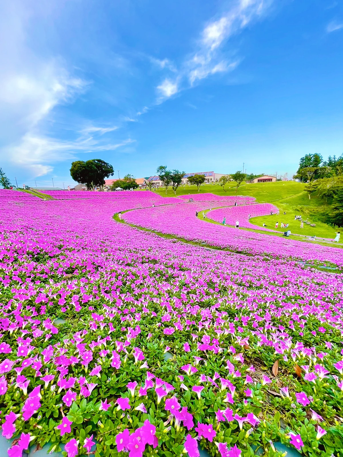 絶景 今が見頃 一面ピンクのお花畑が広がる幻想的な世界 Aynaa 旅とグルメが投稿したフォトブック Lemon8 絶景 今が見頃 一面ピンクのお花畑が広がる幻想的な世界 Aynaa 旅とグルメが投稿したフォトブック Lemon8