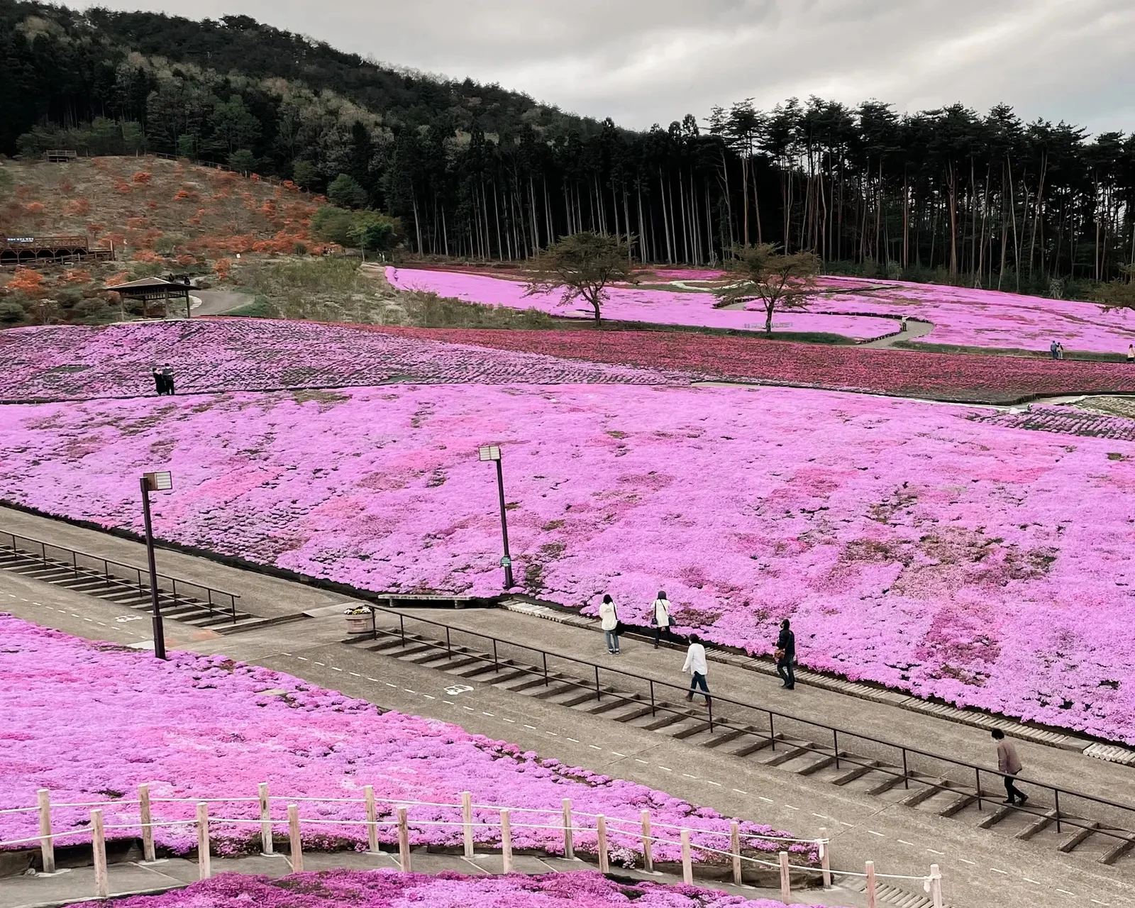 ピンク好き女子必見 真っピンクのお花畑スポットを紹介 さやさや 旅まとめ が投稿したフォトブック Lemon8