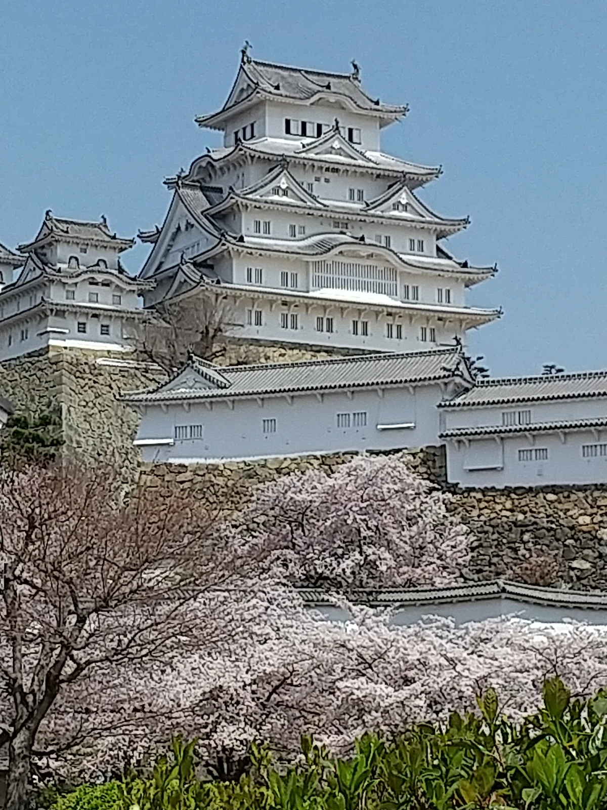 姫路城の桜 綺麗でした 智子1793が投稿したフォトブック Lemon8