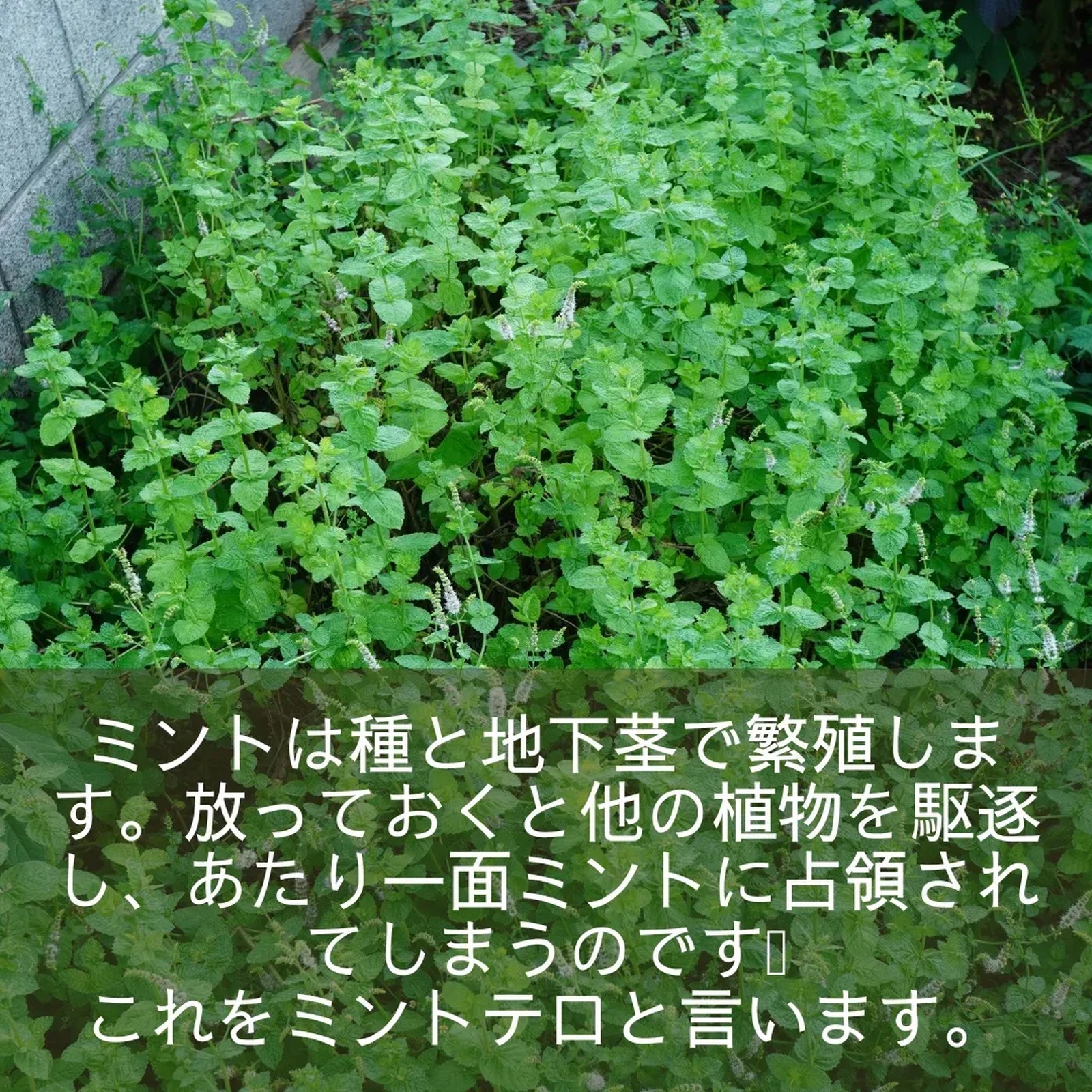 Lemon8 Story ハーブポット栽培