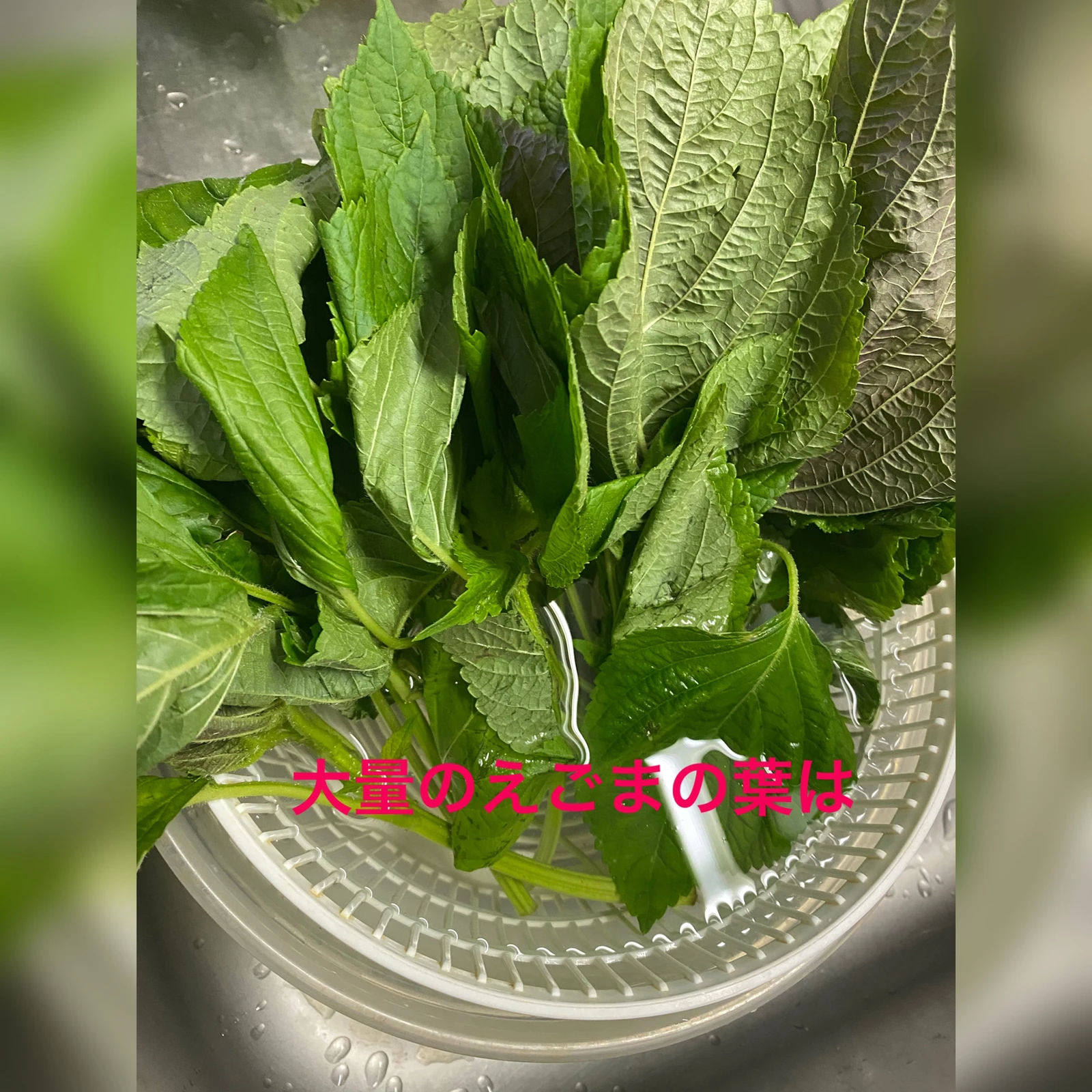 エゴマの葉っぱ Lemon8