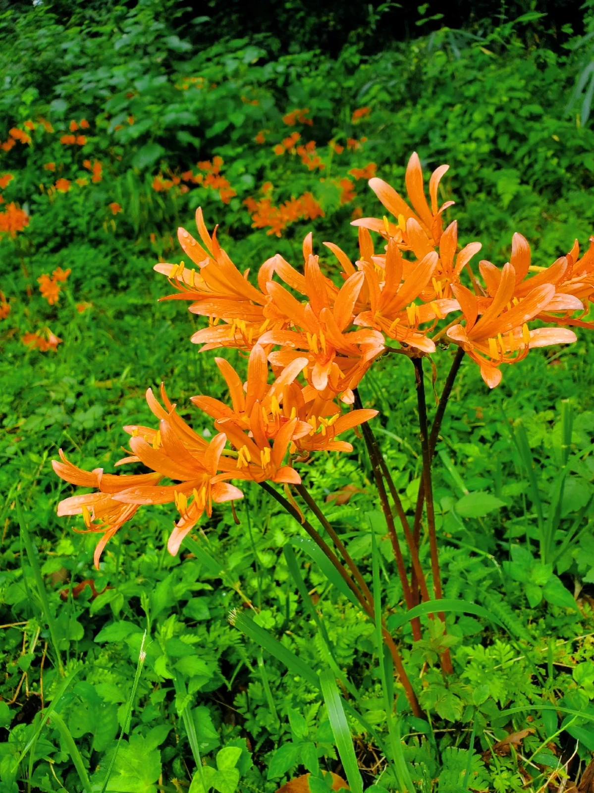 キツネのカミソリ 古賀とも子が投稿したフォトブック Lemon8