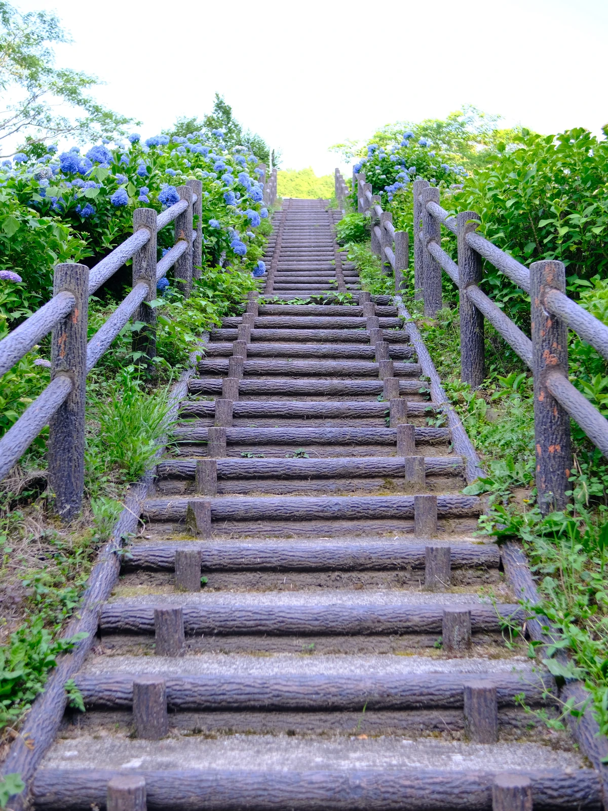 佐賀 紫陽花 中木庭ダム Kousoukuraiが投稿したフォトブック Lemon8